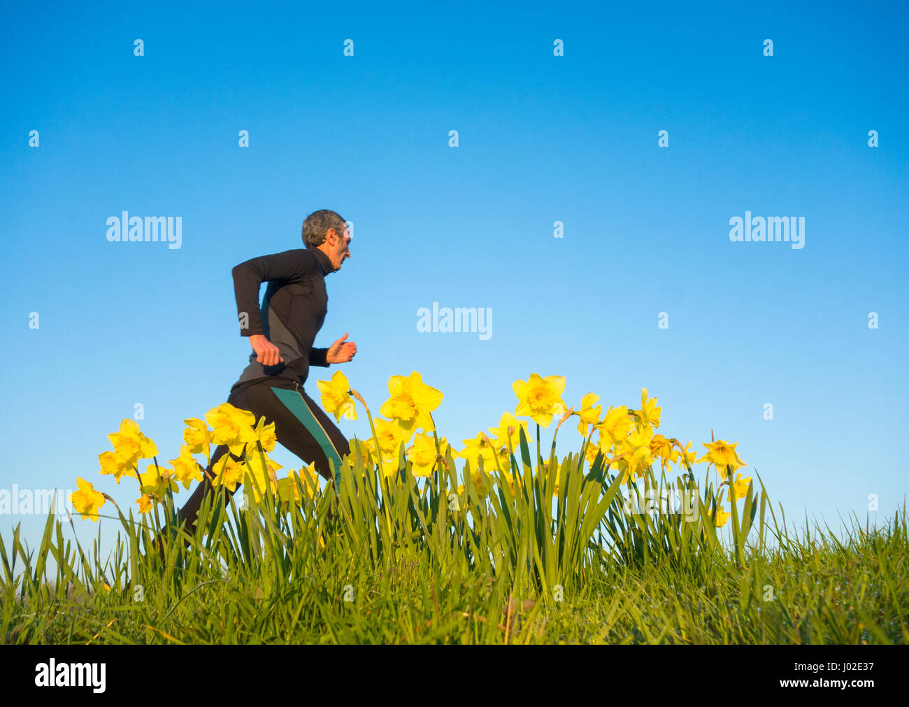 Jogger mature passé en courant les jonquilles sur le printemps de l'UK Banque D'Images