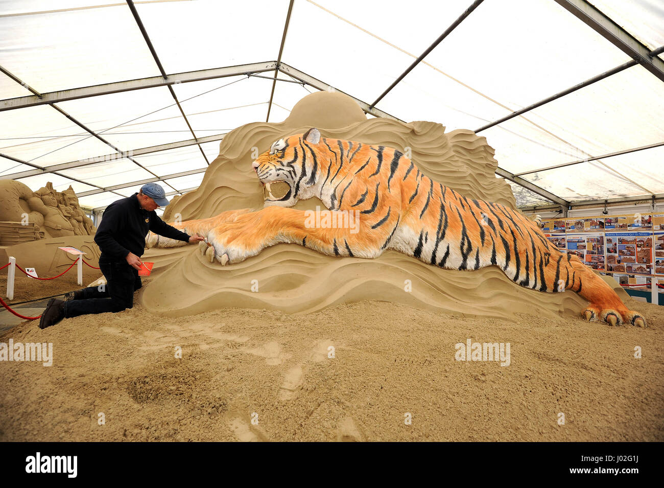 Sandworld, Weymouth, Dorset, UK. Sculpteur de sable de renommée mondiale Mark Anderson met la dernière main à son tigre du Bengale peint sur le premier week-end d'Sandworld à Weymouth, Dorset, UK Crédit : Finnbarr Webster/Alamy Live News Banque D'Images