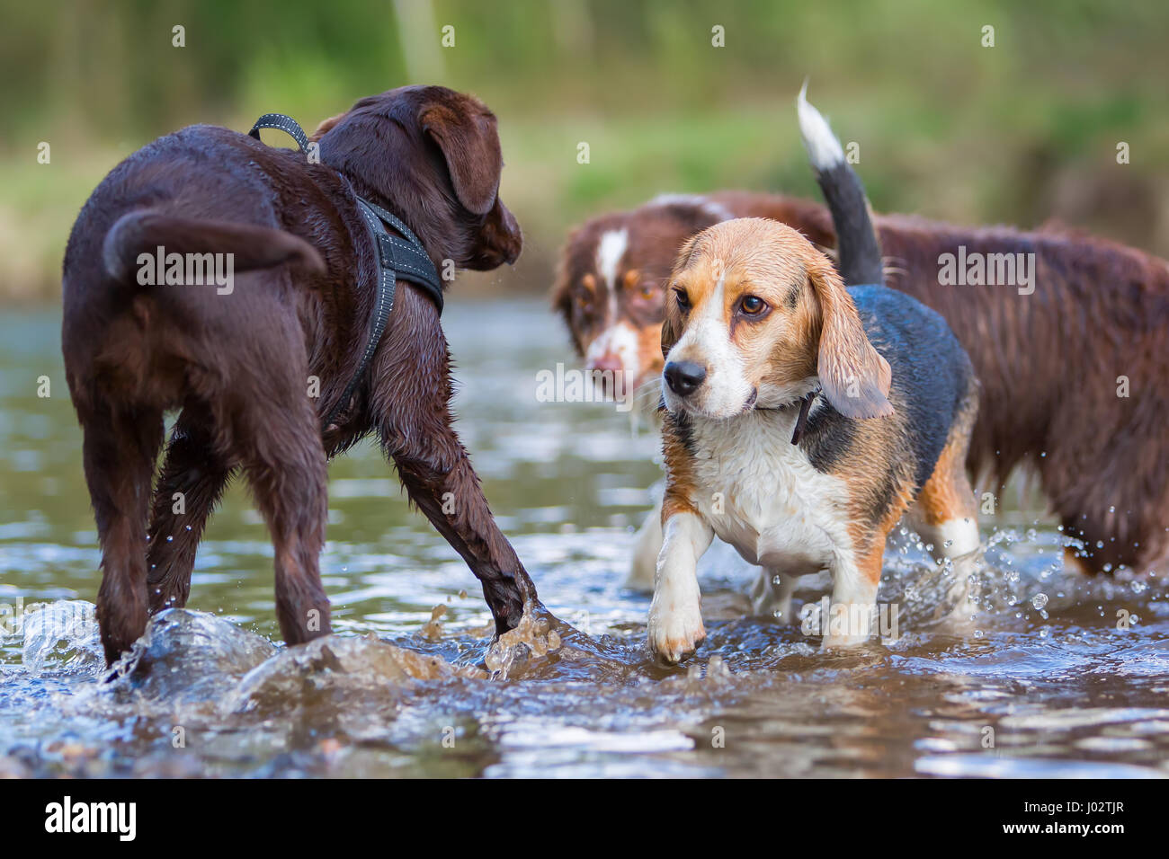 Photo d'un beagle et d'autres chiens à la rivière Banque D'Images