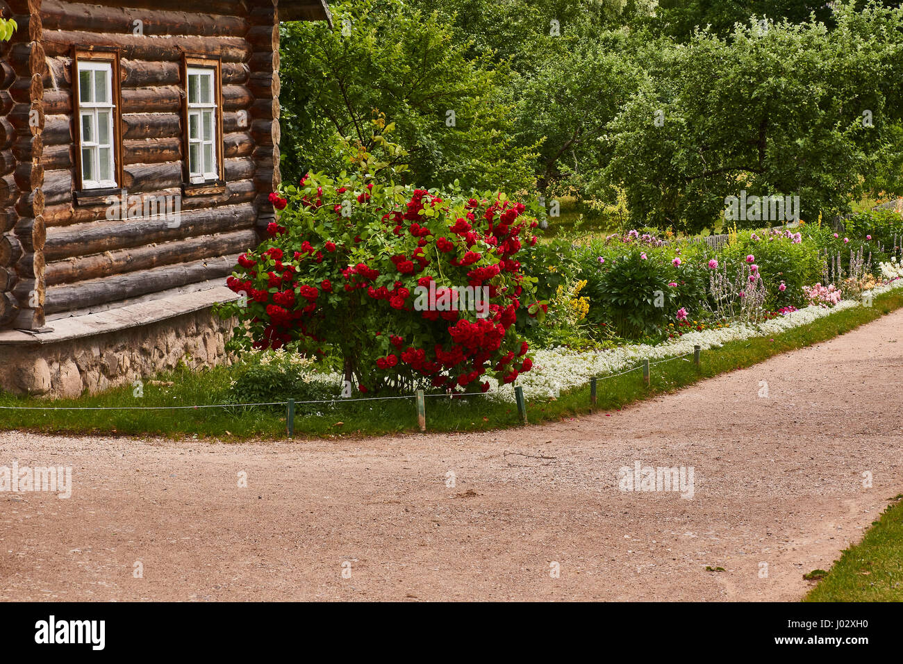 Un buisson de roses rouges près d'une maison de bois dans la succession de la mère de Pouchkine. La Russie, la région de Pskov. Куст красных роз возле бревенчатого усадьбе дома в. Banque D'Images