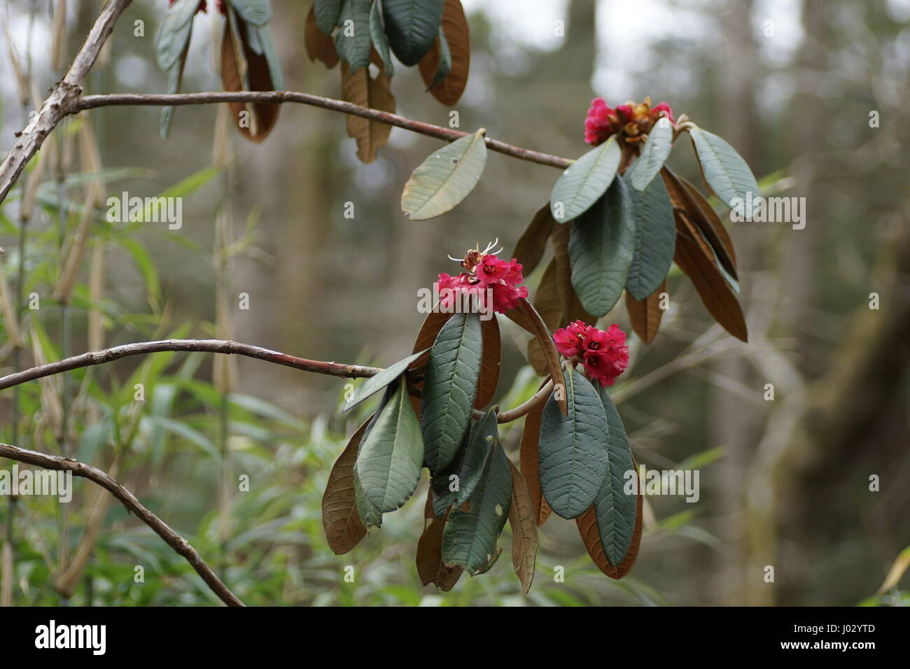 Rhododendron lanigerum à Clyne gardens, Swansea, Pays de Galles, Royaume-Uni. Banque D'Images