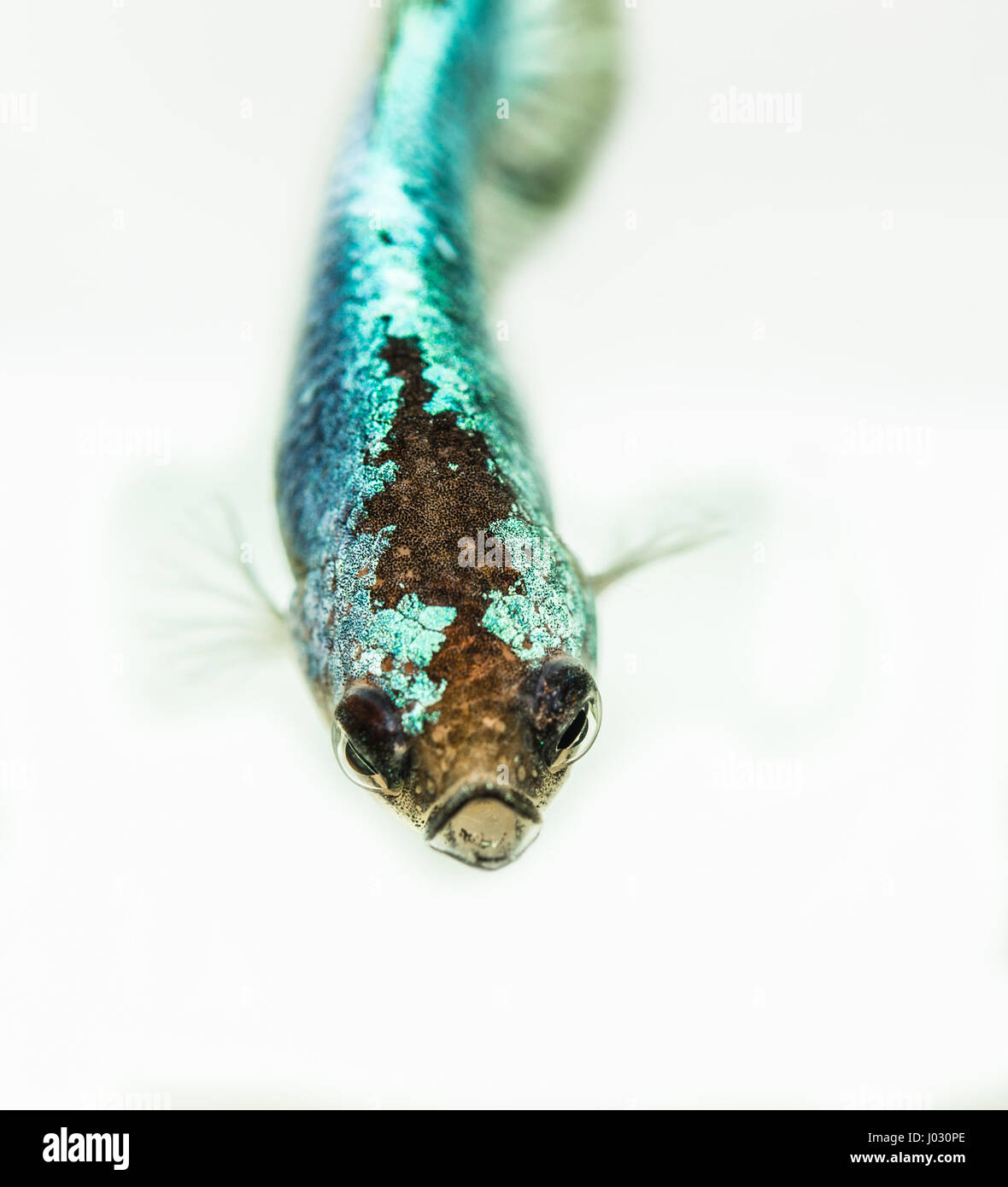 Les jeunes poissons femelles Betta Splendens Banque D'Images