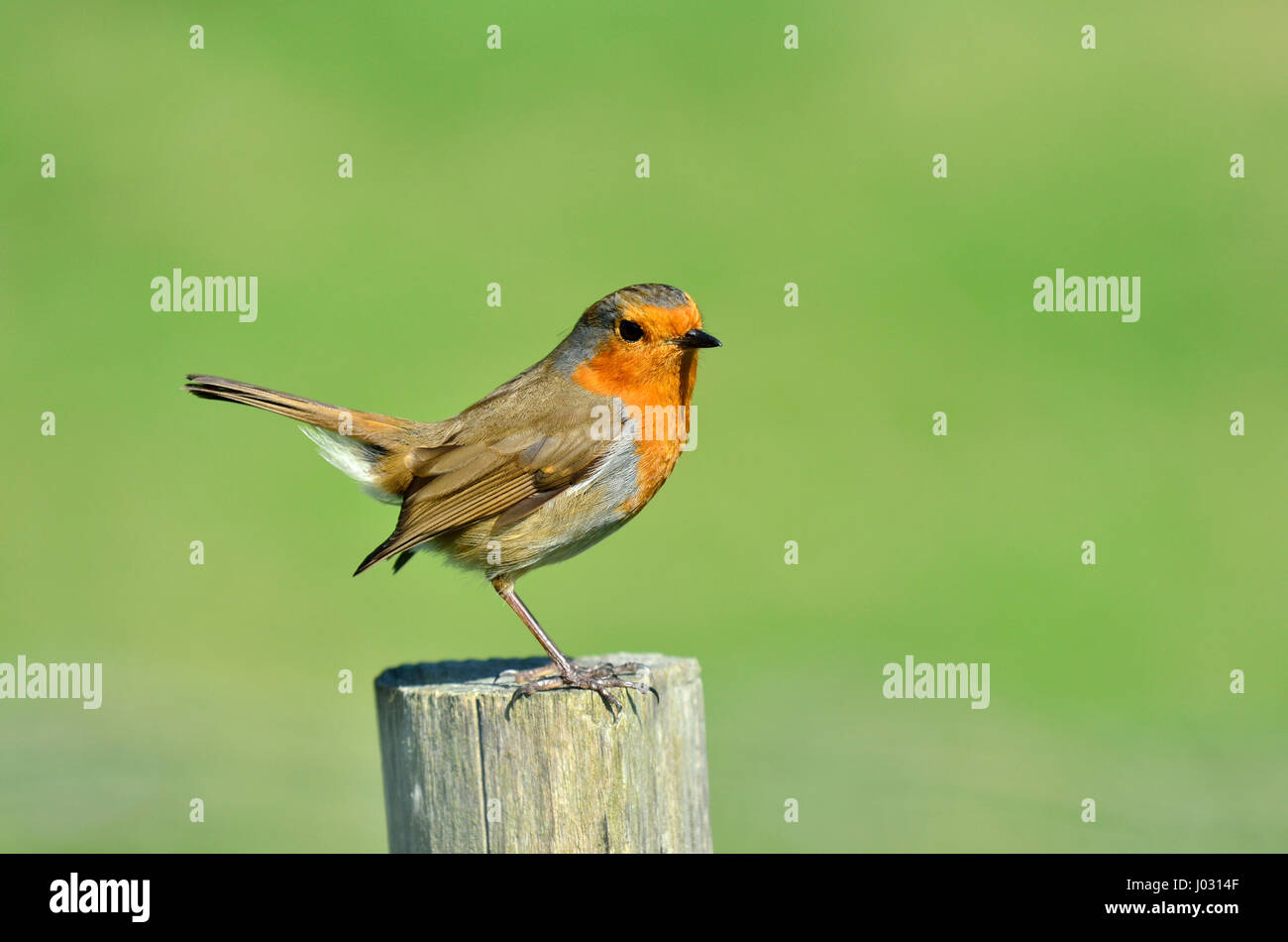 European Robin (Erithacus rubecula aux abords) perché sur un piquet de clôture. Kent, Avril Banque D'Images