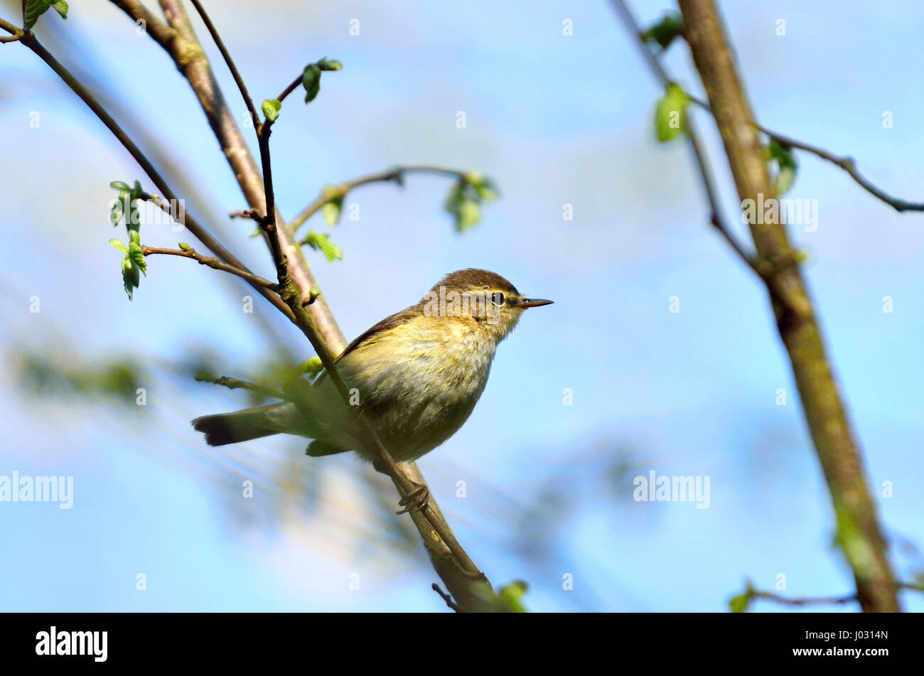 Willow Warbler (Phylloscopus trochilus) Kent, UK, avril 2017 Banque D'Images