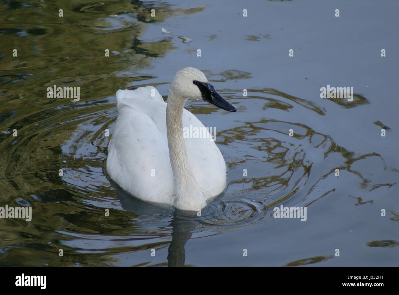 Un cygne jouit du calme de la rivière Qualicum Banque D'Images