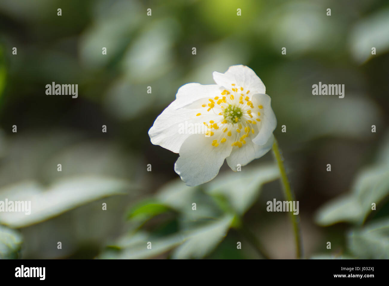 Un seul l'anémone des bois (Anemone nemorosa) Banque D'Images