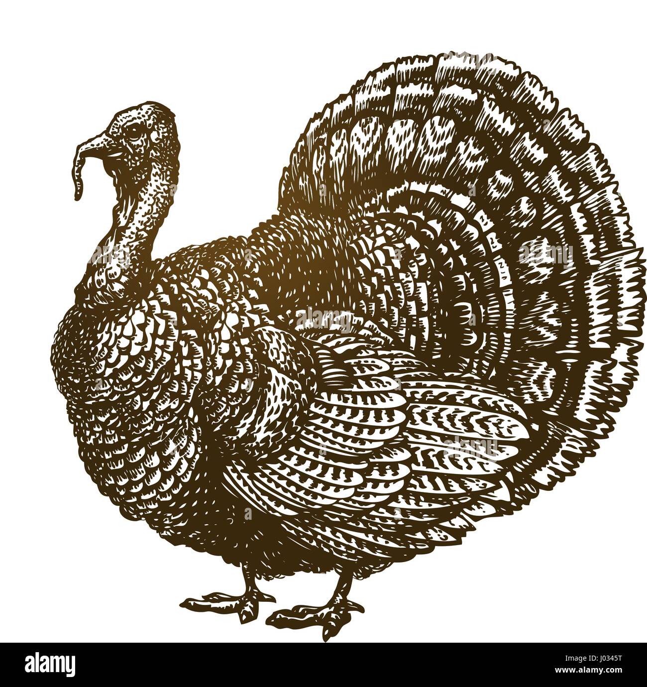 La main d'oiseaux de la Turquie. Animaux de ferme, la volaille croquis. Vintage vector illustration Illustration de Vecteur
