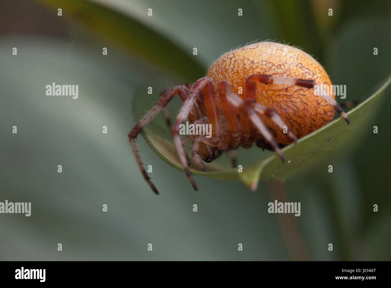 Big Fat spider orange en attente d'embuscade un autre insecte Banque D'Images