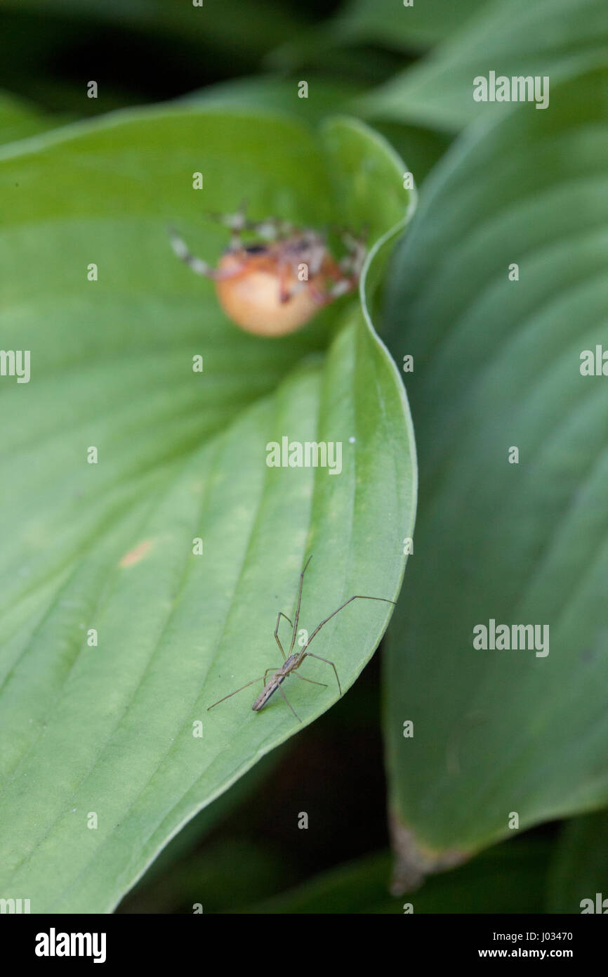 Big Fat spider orange en attente d'embuscade d'une autre araignée. Se concentrer sur la petite araignée. Banque D'Images
