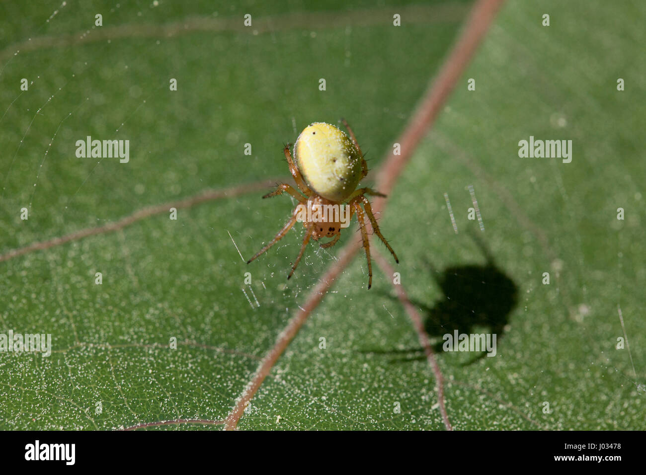 Big Fat spider jaune en attente d'embuscade un autre insecte dans son site web Banque D'Images