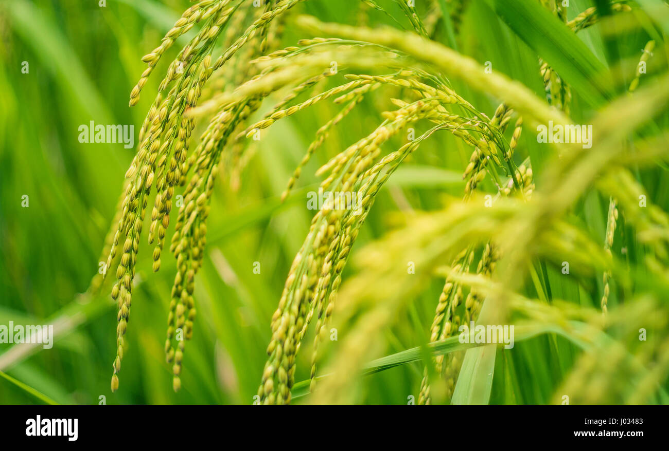Close up of green plant de riz paddy en Bali, Indonésie Banque D'Images