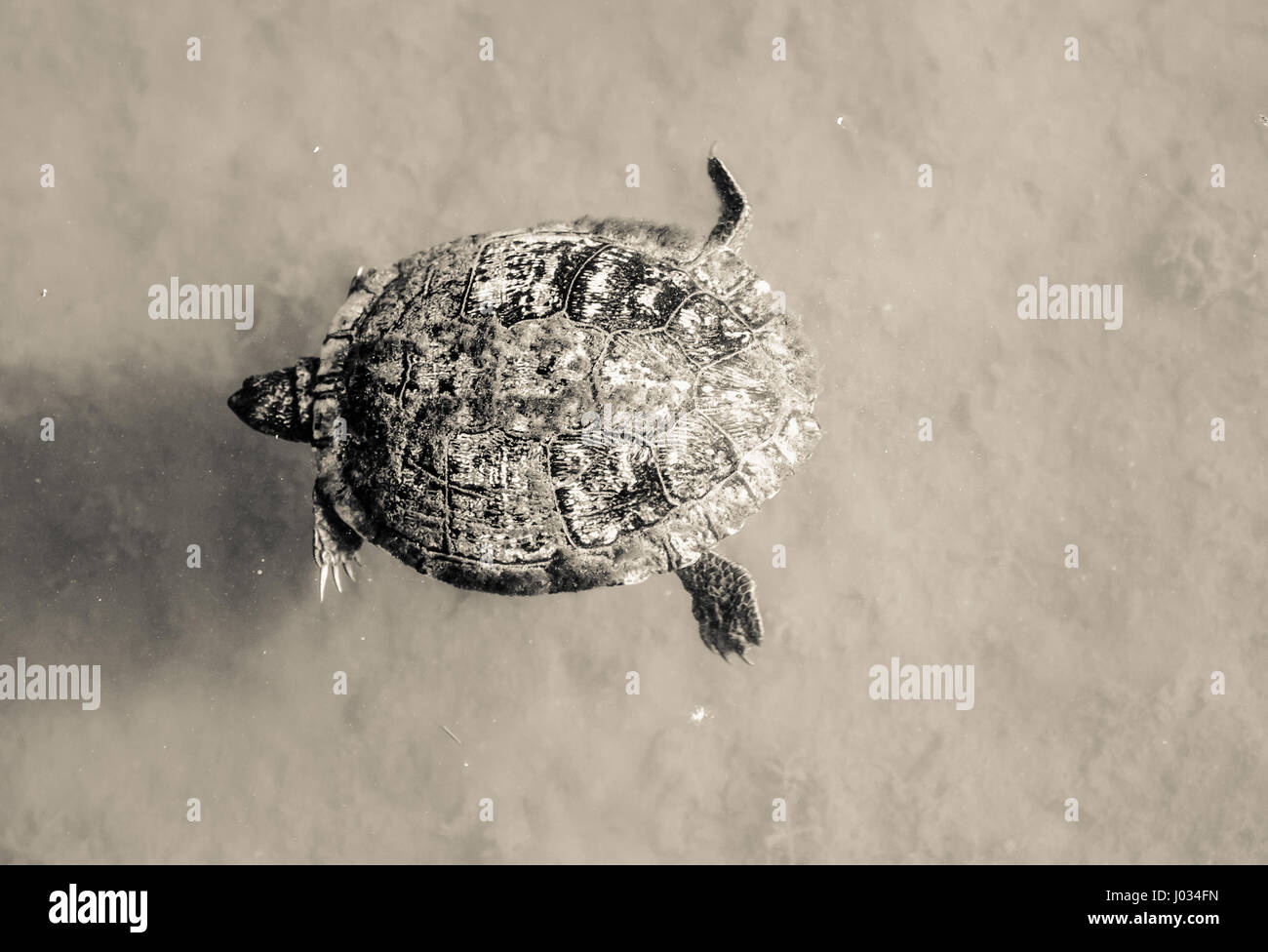 La tortue à oreilles rouges (Trachemys scripta) natation en clair, alimenté par une source de la rivière San Marcos, Texas Banque D'Images