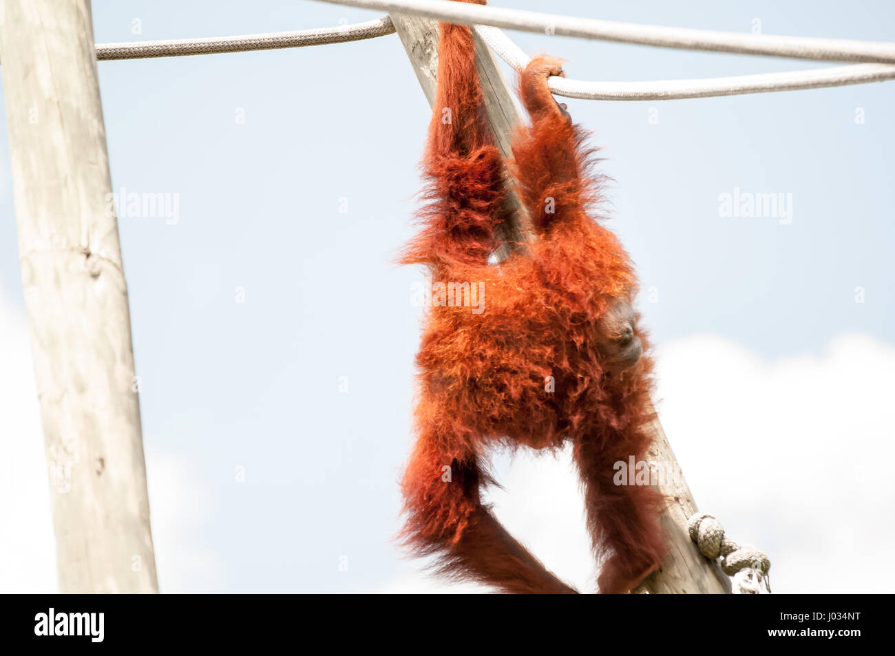 L'orang-outan adultes jouant sur des cordes en captivité dans un zoo Banque D'Images