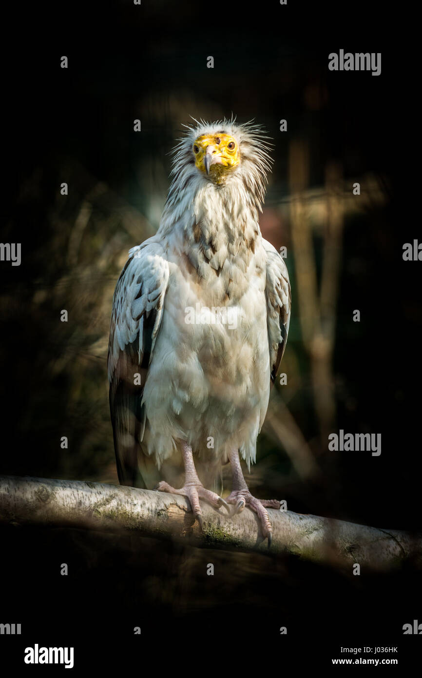 Grand oiseau percnoptère (Neophron percnopterus) sur fond sombre Banque D'Images