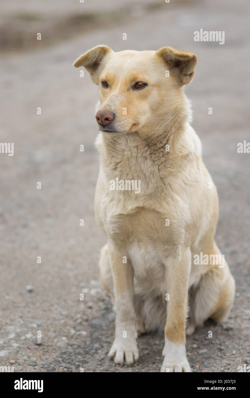 Beau portrait de stray dog race croisée couleur crème assis sur une rue Banque D'Images