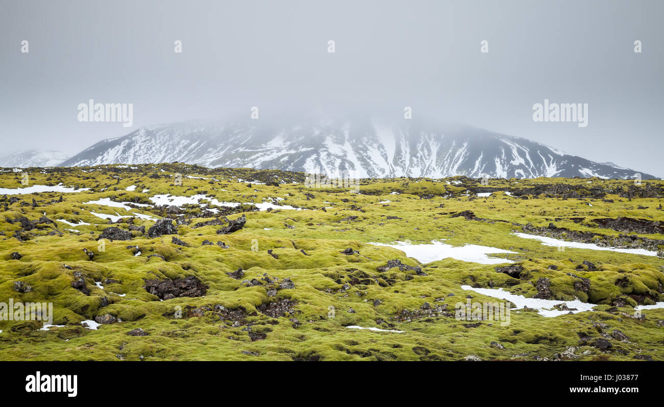 Paysage islandais brumeux avec mousse verte poussant sur des rochers et des montagnes de neige sur l'horizon, la côte sud de l'Islande Banque D'Images