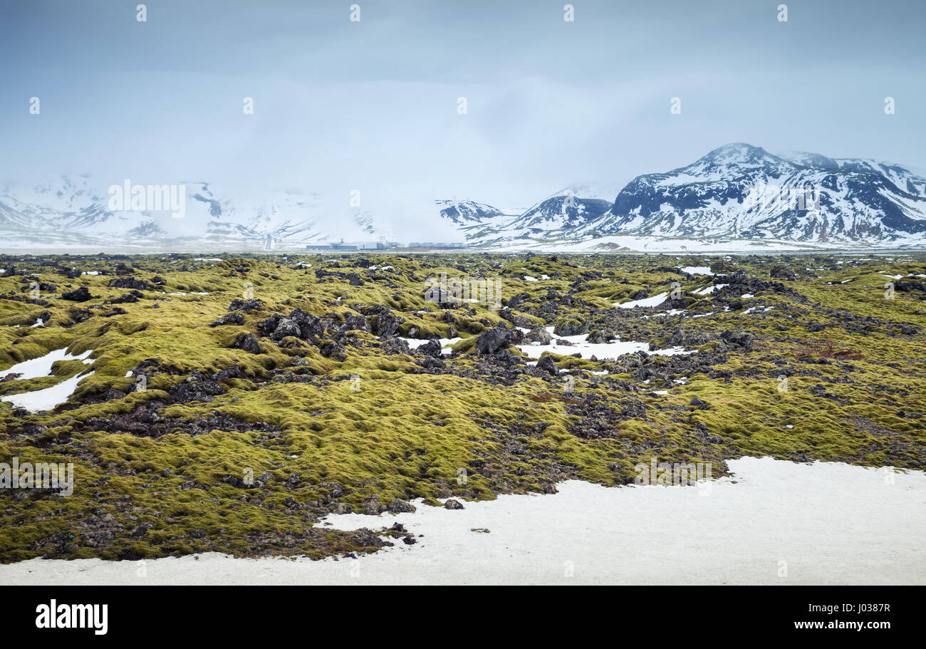 Paysage islandais Misty avec mousse verte qui croissent sur les rochers et les montagnes enneigées, côte sud de l'Islande Banque D'Images