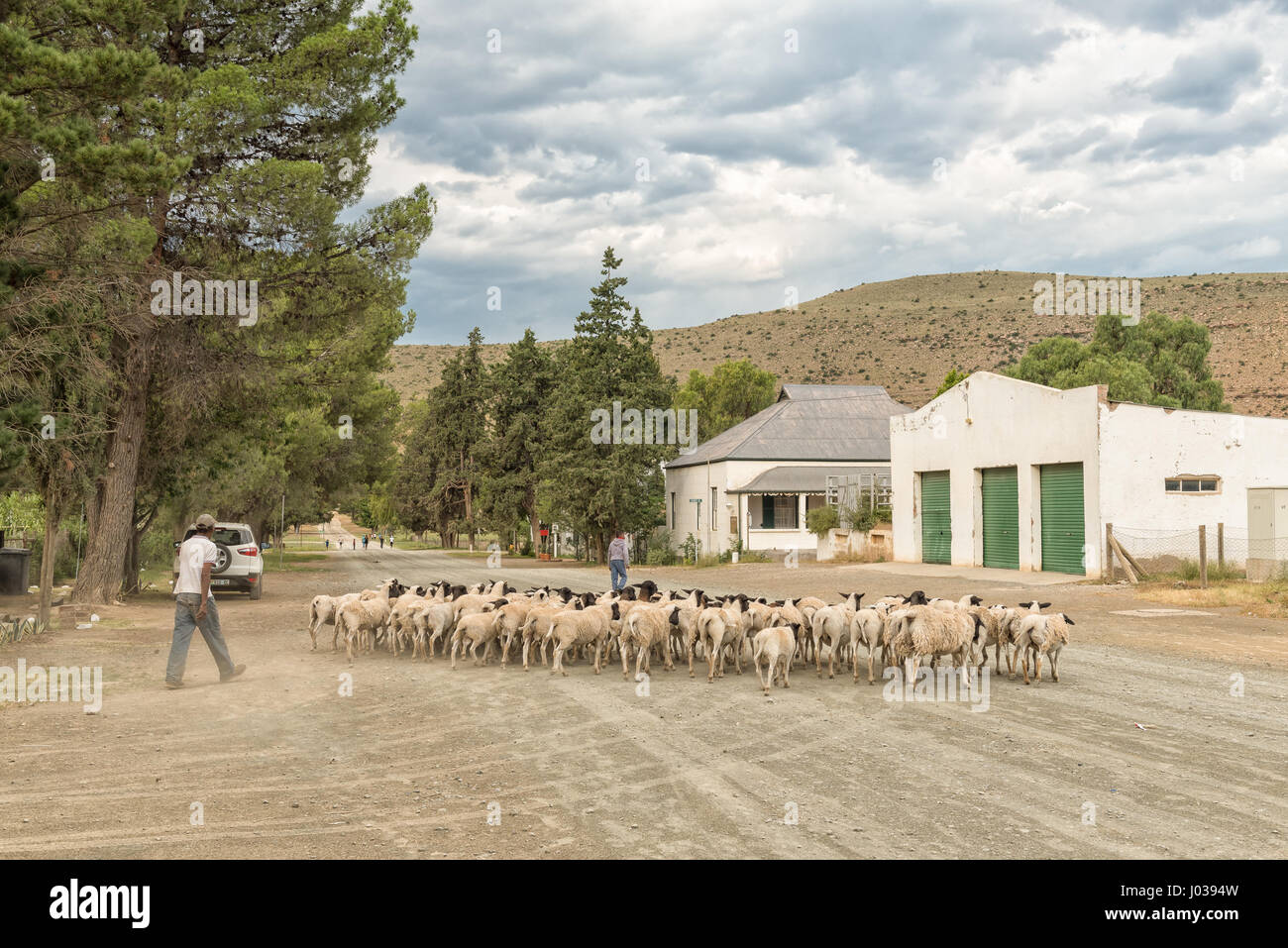 NIEU BETHESDA, AFRIQUE DU SUD - le 21 mars 2017 : des personnes non identifiées, des troupeaux de moutons Dorper dans les rues de Nieu-Bethesda, un village historique en th Banque D'Images