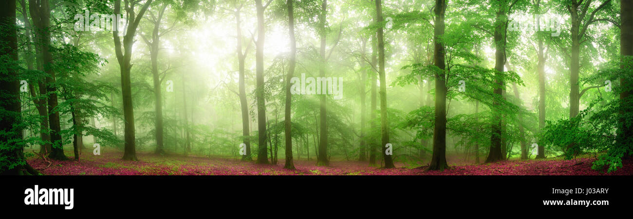 Panorama de la forêt verte avec des rayons de lumière à travers le brouillard et flatteurs le feuillage frais Banque D'Images