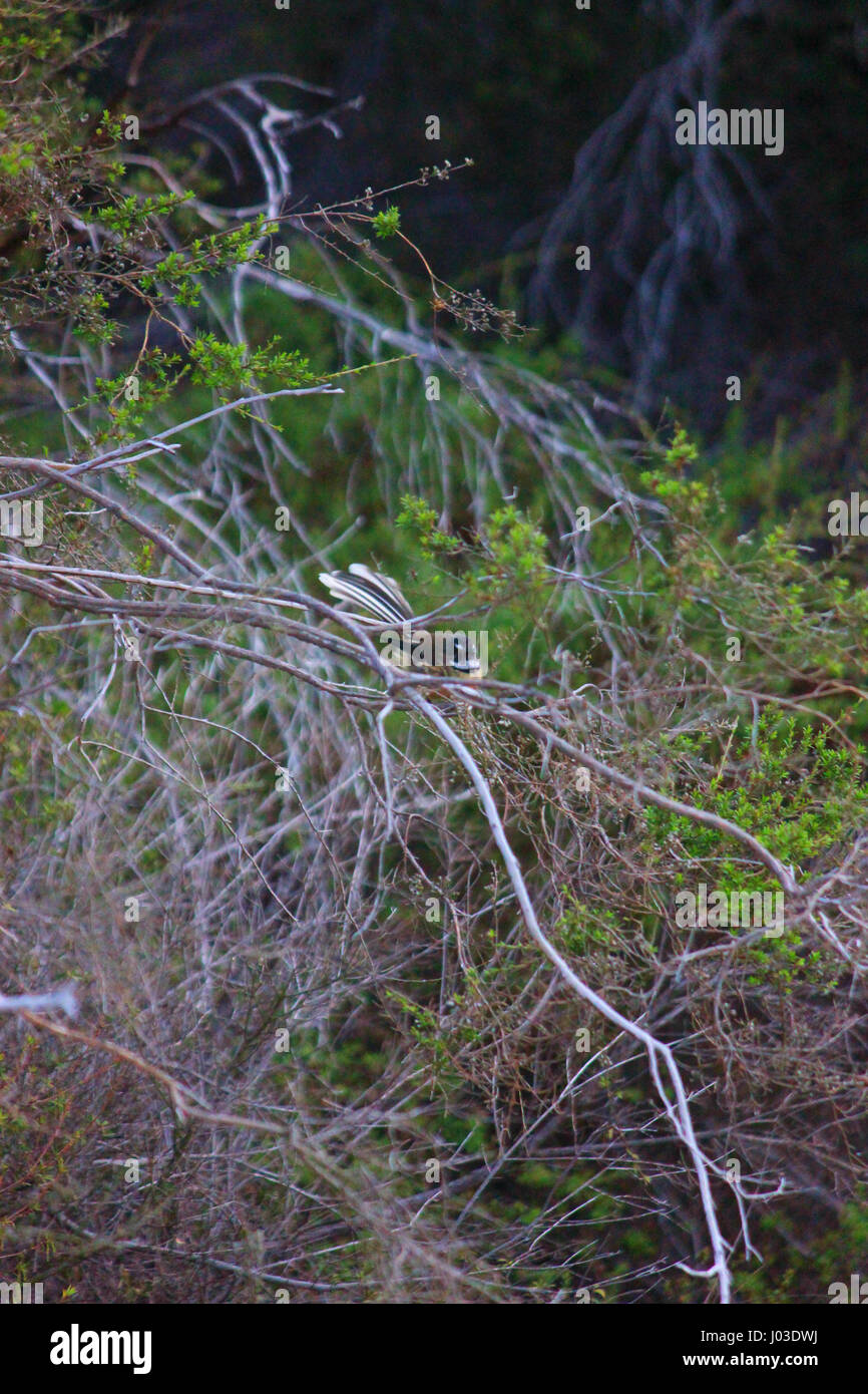 Plongez dans le monde infernal de Hell's Gate Sulphur Springs dans Tikitere, Nouvelle-Zélande. Banque D'Images