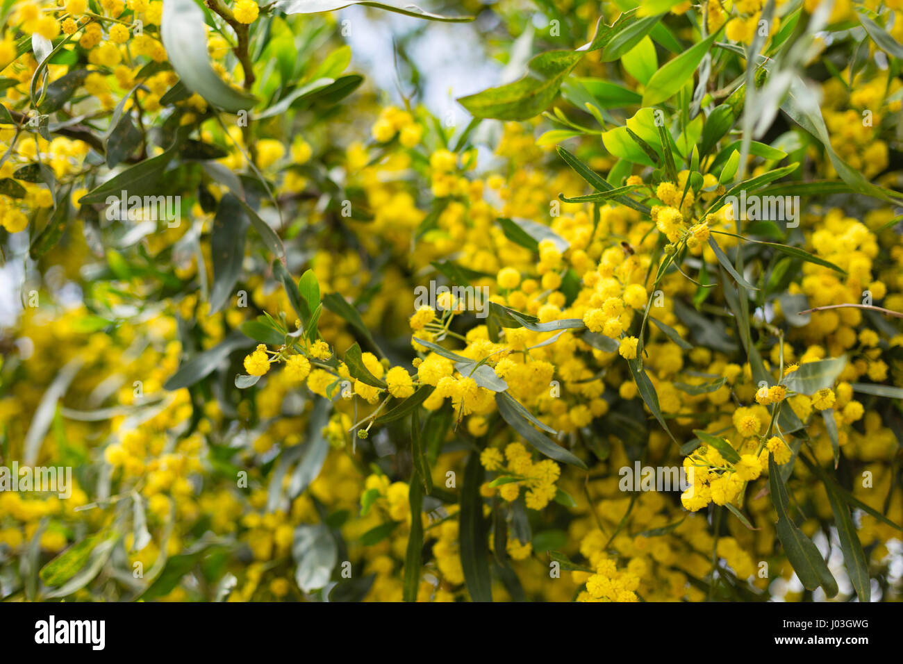 Fleurs jaune et vert feuilles de mimosa avec quelques fleurs en relief et d'autres troubles Banque D'Images