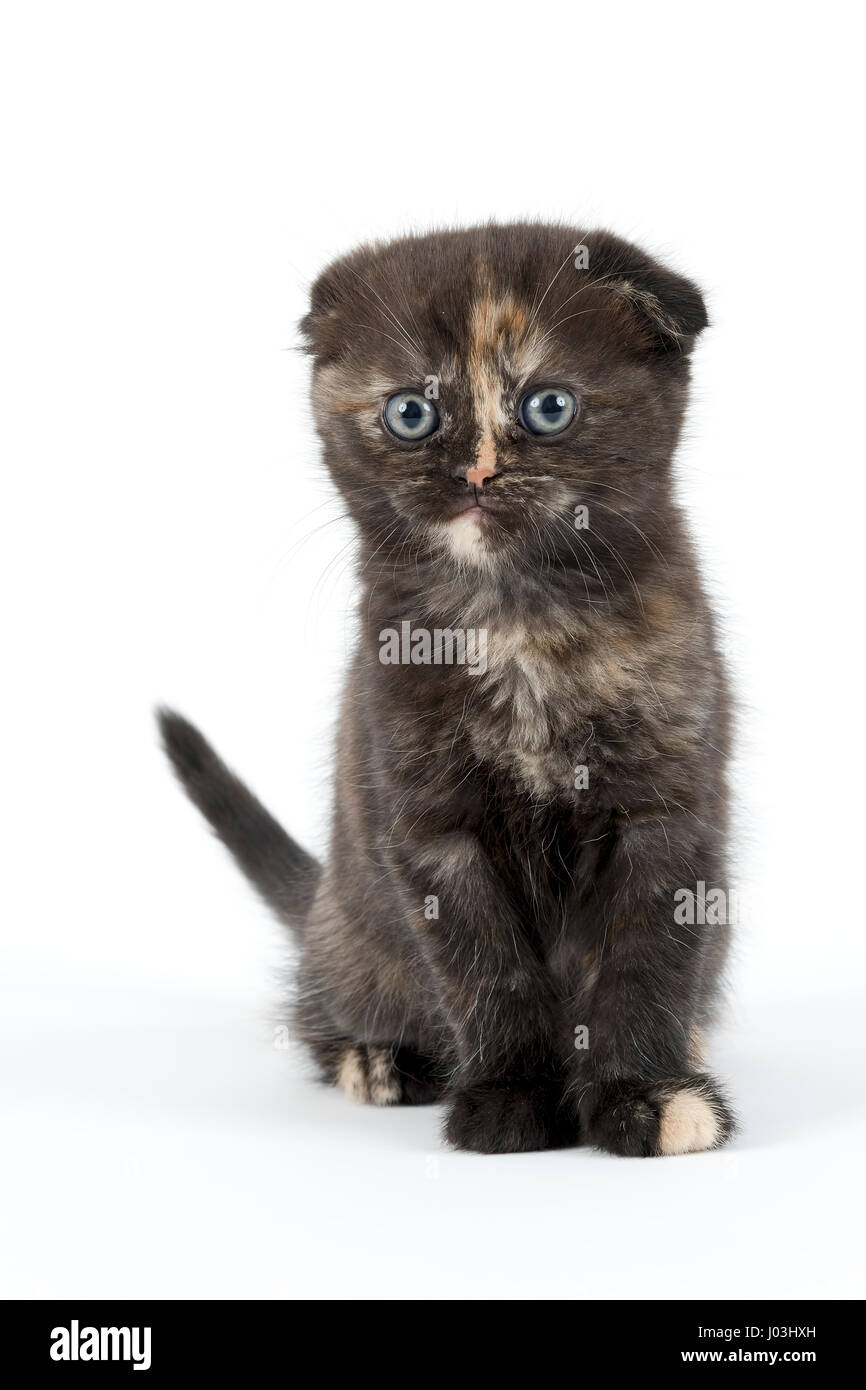 Scottish Fold, Scottish Fold (Felis silvestris catus), l'âge de 6 semaines chaton black tortie couleur Banque D'Images