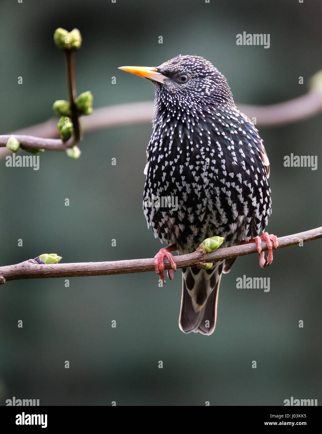 Les étourneaux sont petites à moyennes passereaux de la famille des Fringillidae. Banque D'Images