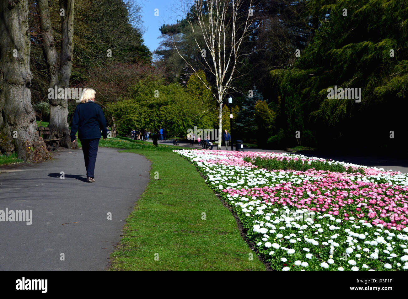 Blonde Woman Walking in Valley Gardens Harrogate, Yorkshire.UK. Banque D'Images