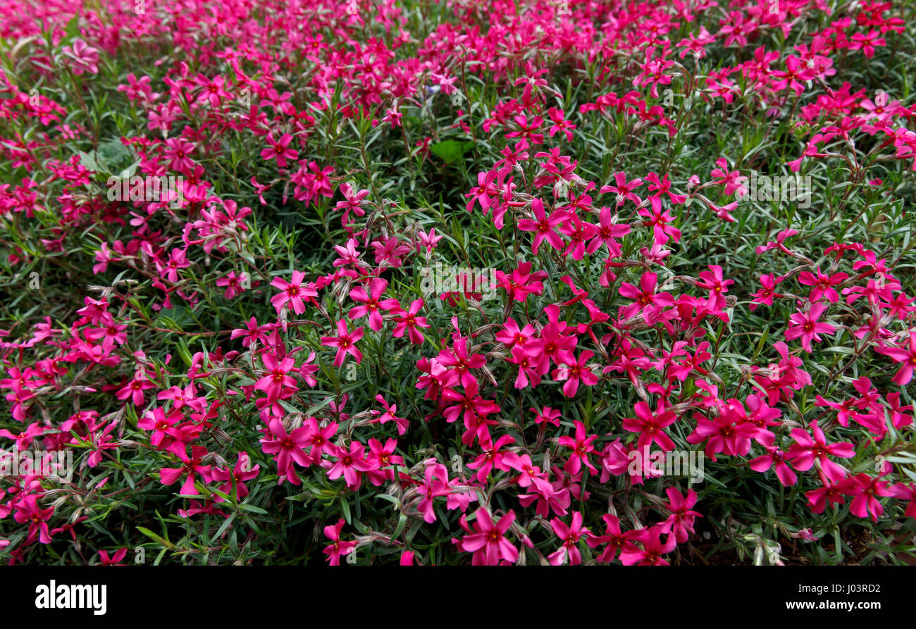 Creeping Phlox Phlox mousse (appelé aussi, en latin : Phlox subulata) dans le jardin Banque D'Images