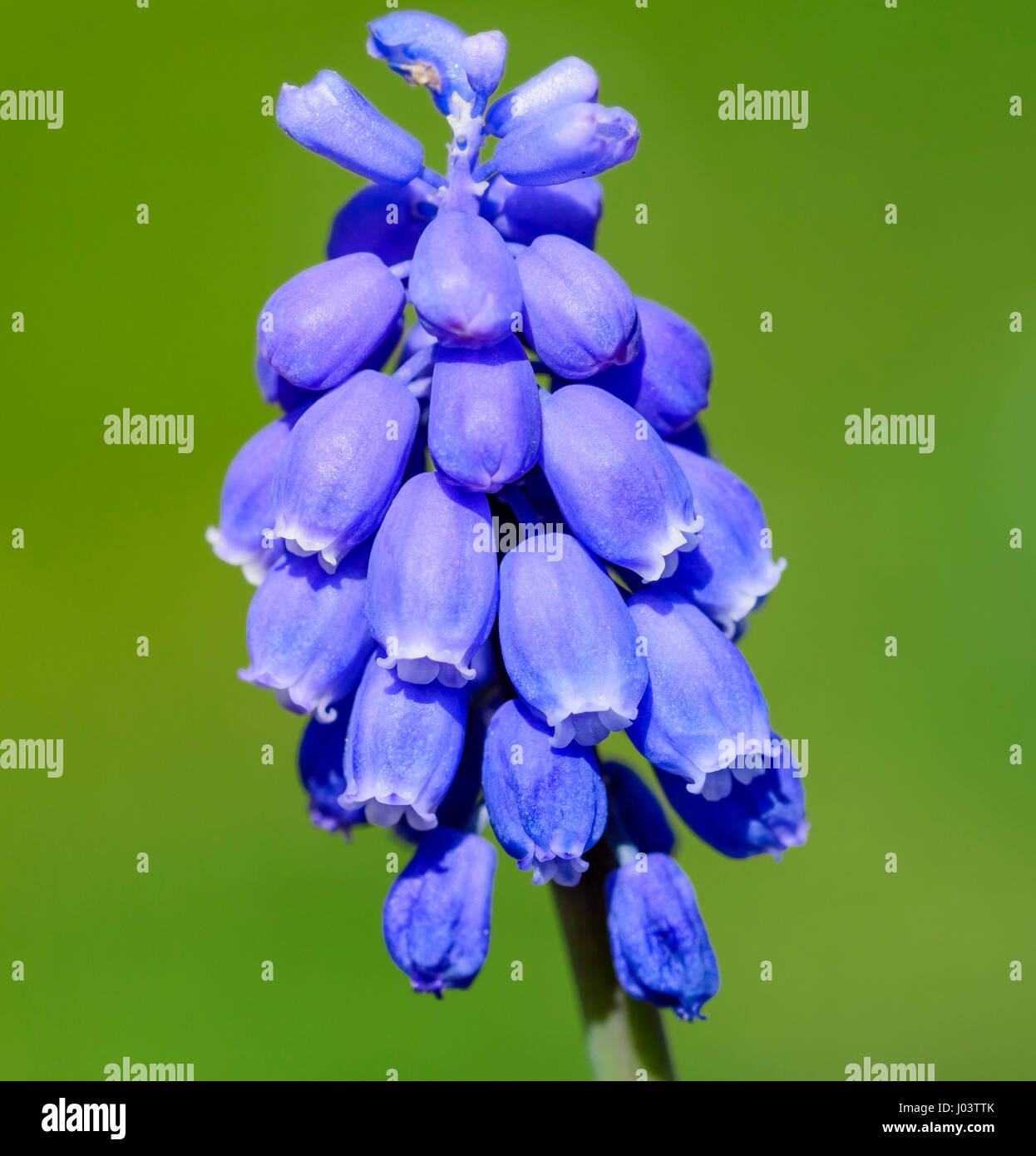 Muscaris. Close up d'un Arménien Clog (Muscari armeniacum) plante dans le West Sussex, Angleterre, Royaume-Uni. Grape Hyacinth macro. Banque D'Images