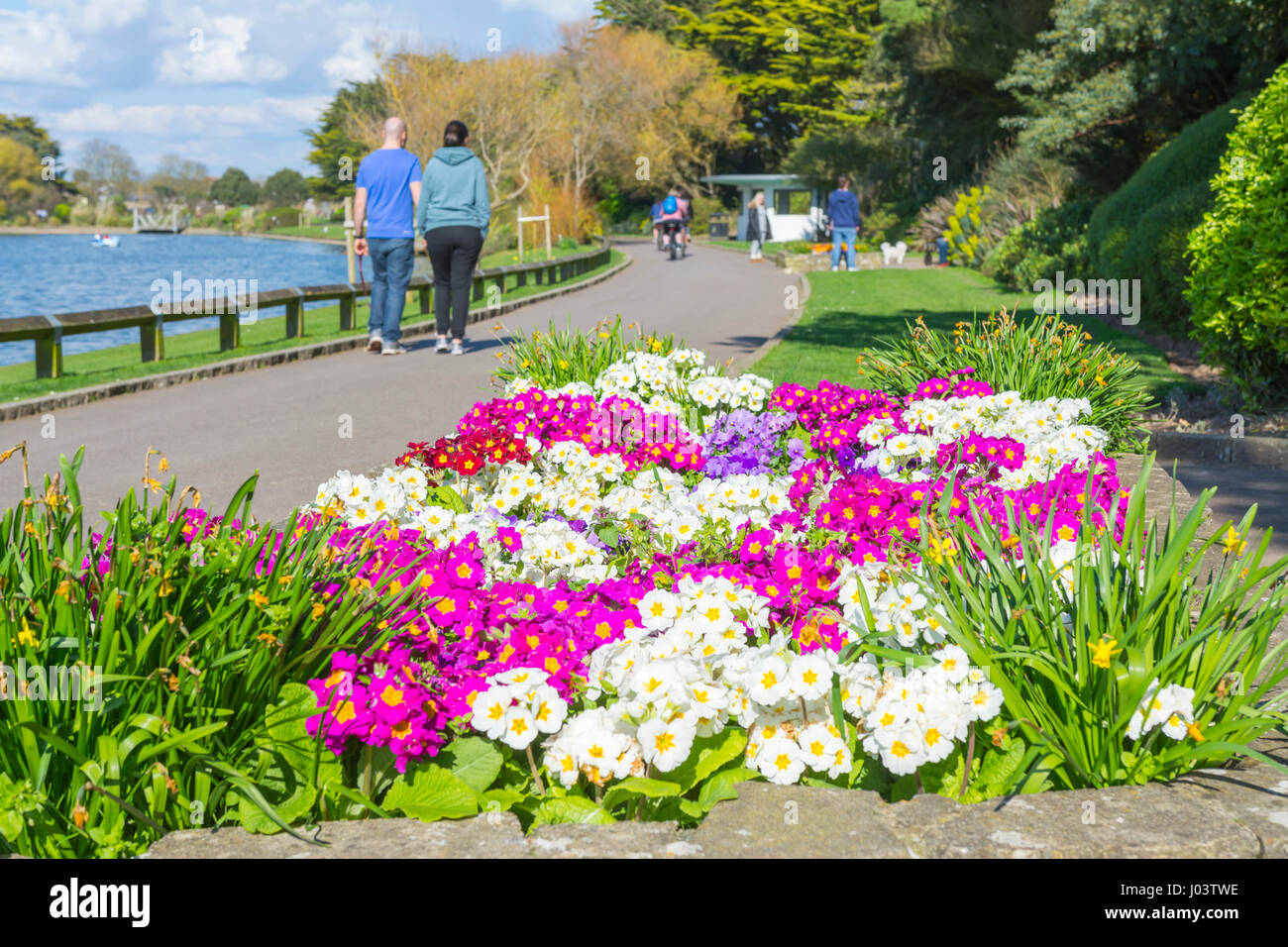 Fleurs de printemps par un lac dans Mewsbrook Park, Littlehampton, West Sussex, Angleterre, Royaume-Uni. Banque D'Images