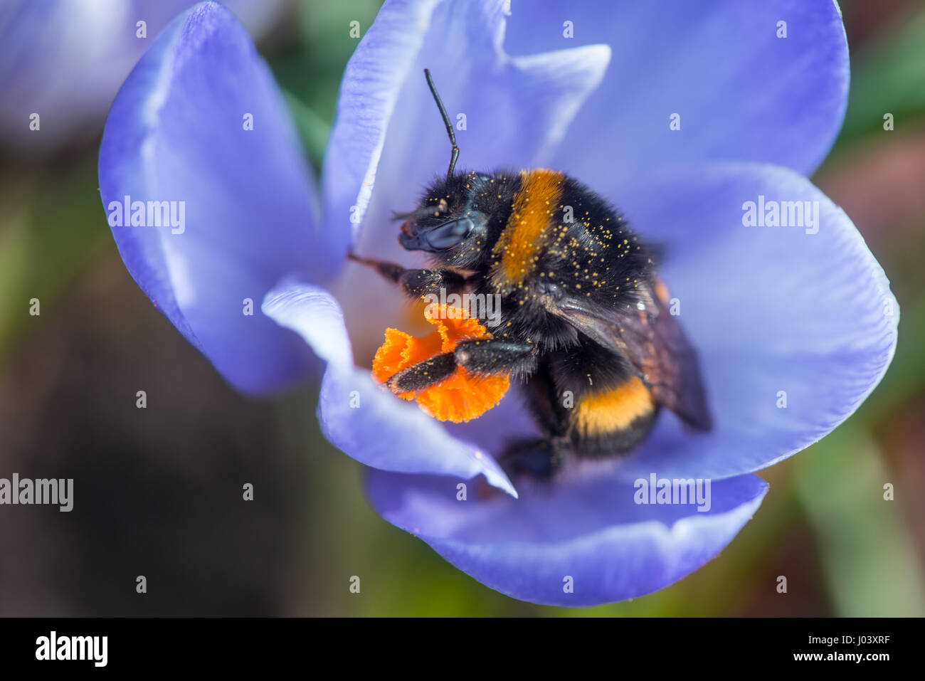 Bumblebee après hibernation recueille le pollen sur les premières fleurs dans le jardin Banque D'Images