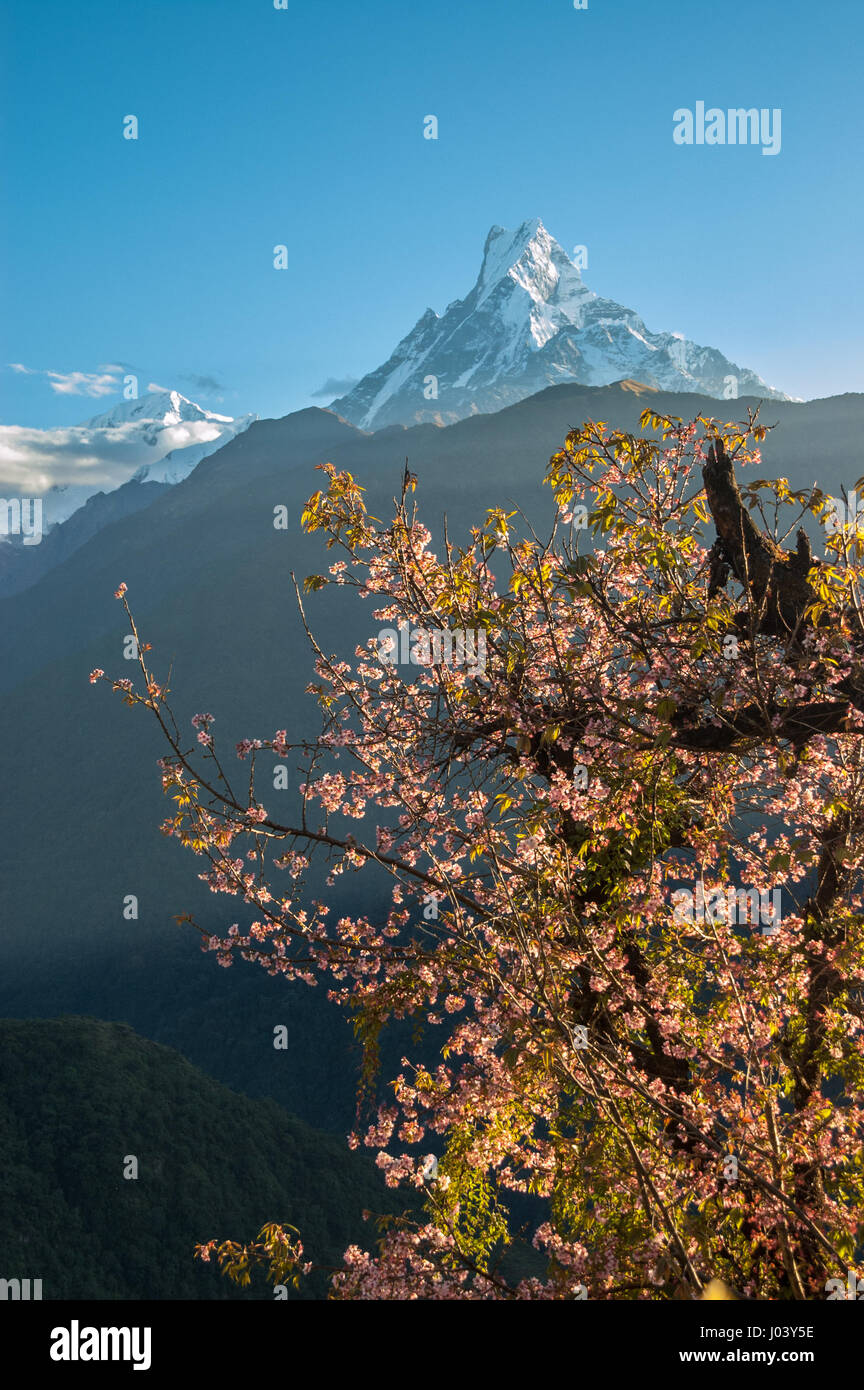 Tôt le matin, se distingue par des fleurs et de la rose s'allume Machhapuchhare (chambre), de Ghandruk, Népal Banque D'Images