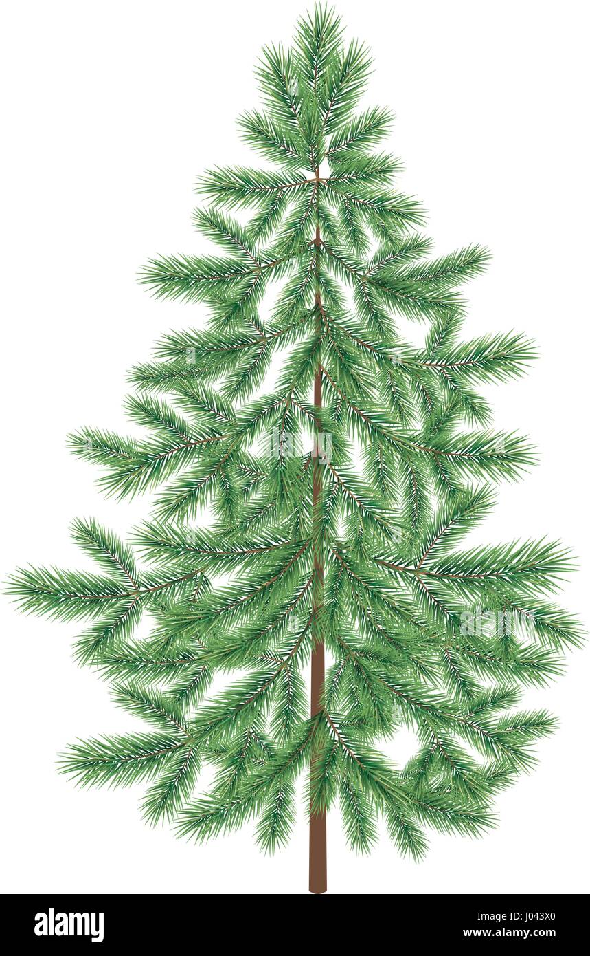 Vert sapin de noël sapin isolé Illustration de Vecteur