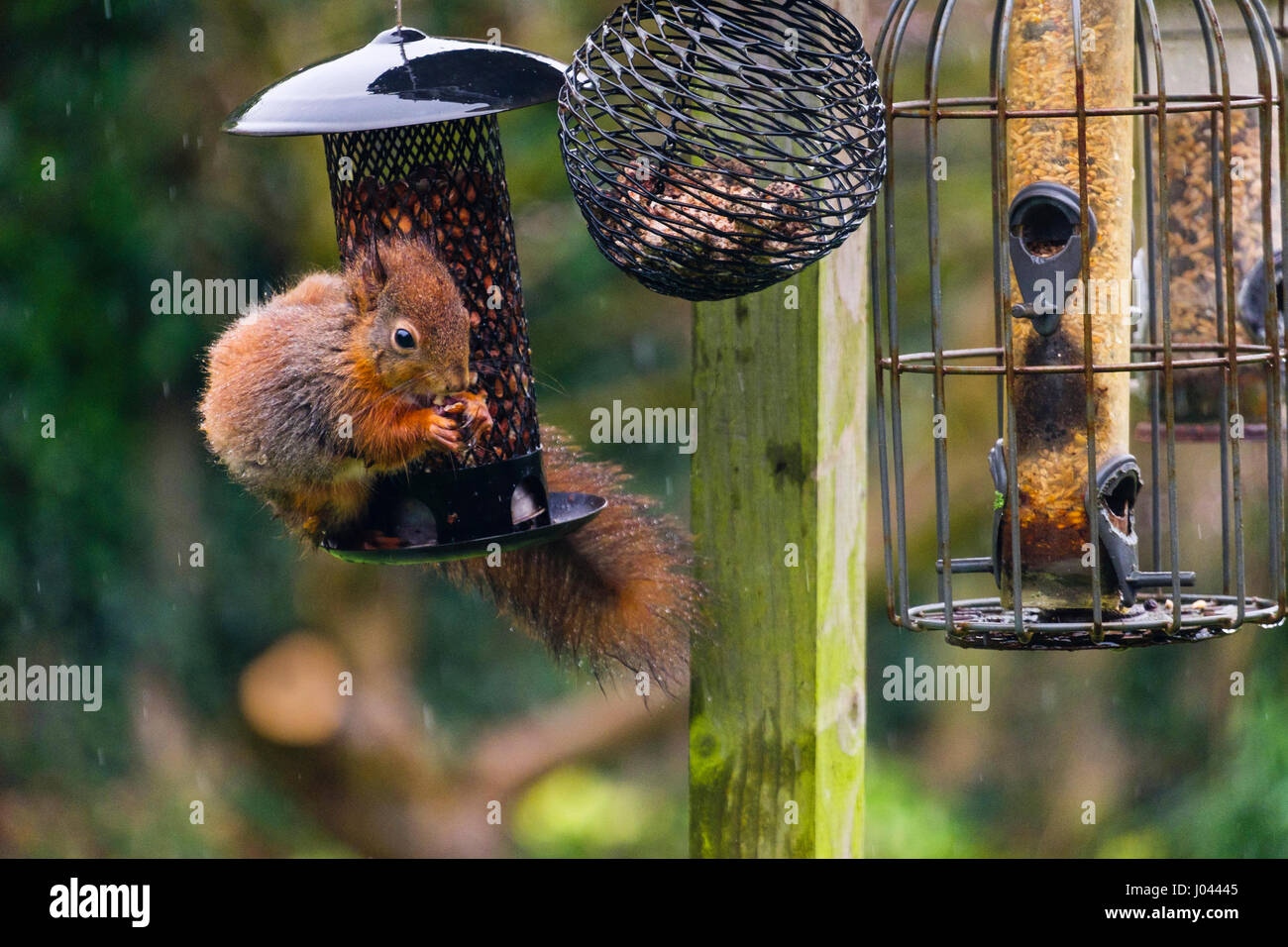 Un petit écureuil roux (Sciurus vulgaris) se nourrissent d'une arachide par un convoyeur de semences à l'épreuve des écureuils suspendue à un tableau d'oiseaux dans un jardin intérieur. Pays de Galles UK Banque D'Images
