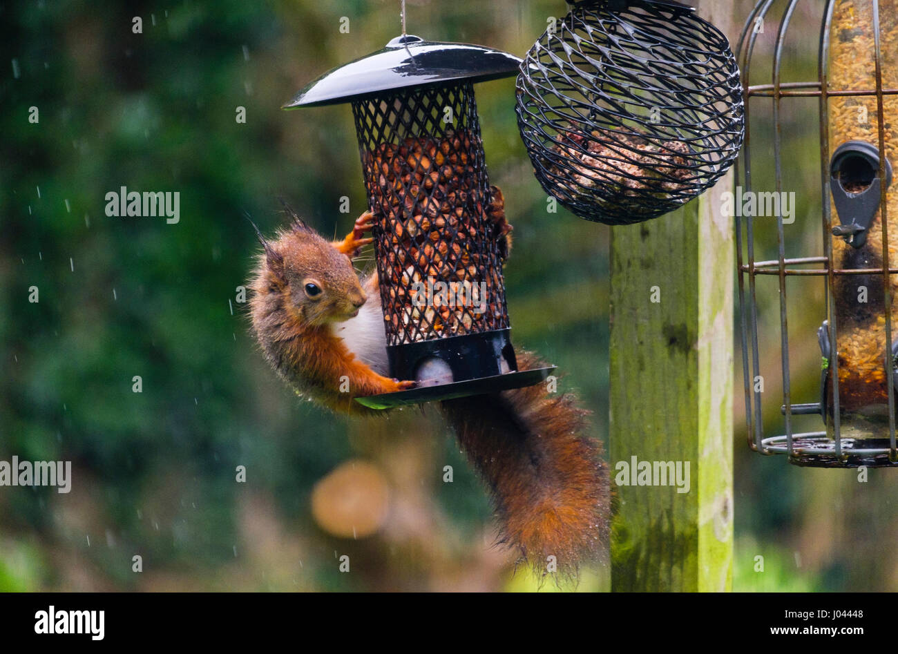 Un écureuil roux (Sciurus vulgaris) de manger des arachides dans un écrou sur la pendaison d'un tableau d'oiseaux dans le jardin intérieur de la nature dans la pluie. Anglesey Pays de Galles Royaume-uni Grande-Bretagne Banque D'Images