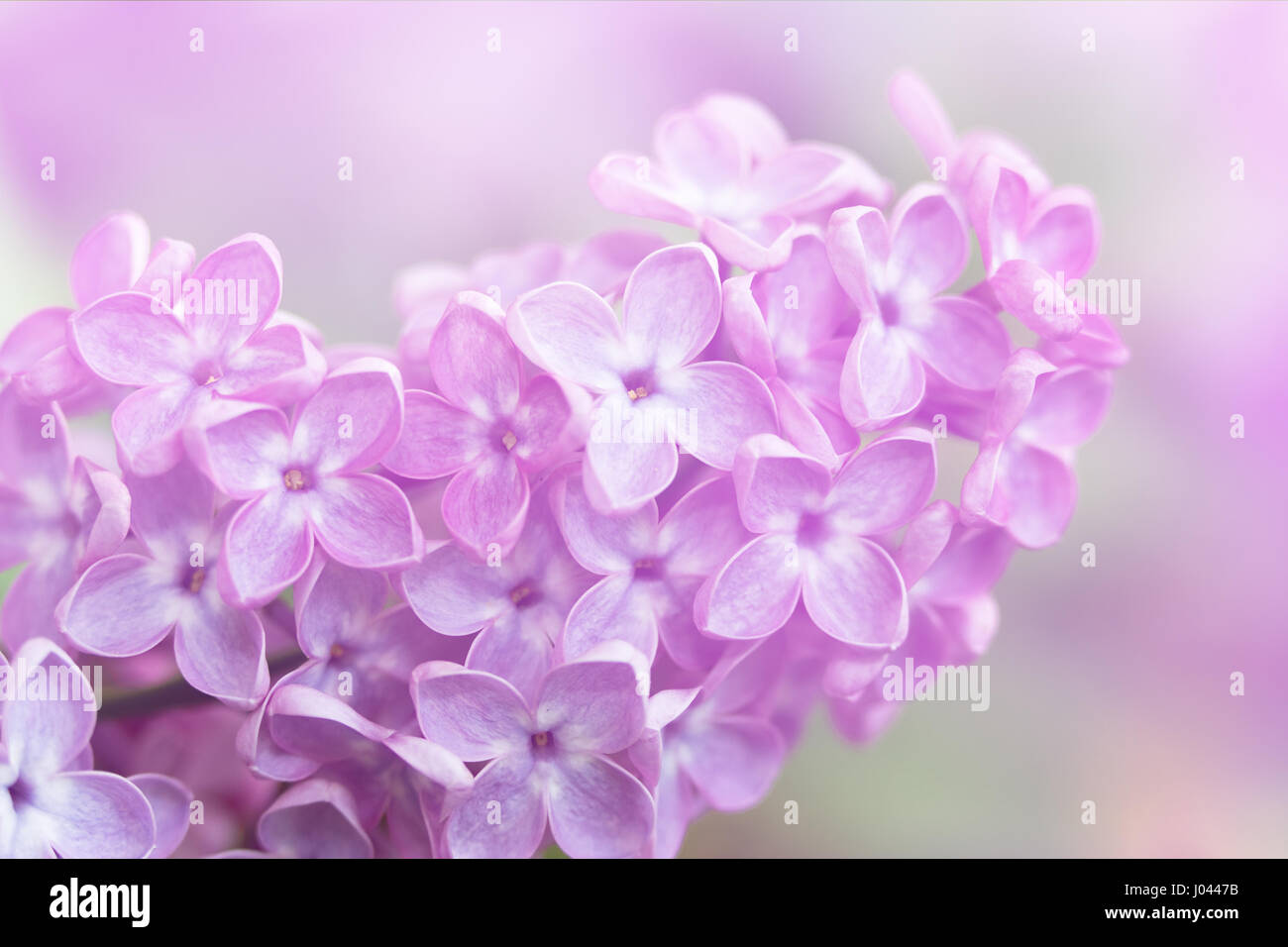 Image en gros plan du printemps fleurs violet lilas, soft abstract floral background Banque D'Images