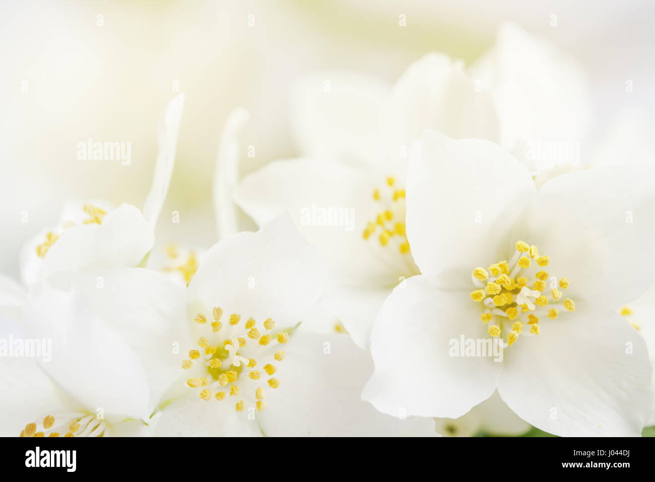Soft focus sur fond blanc, fleurs de jasmin Banque D'Images