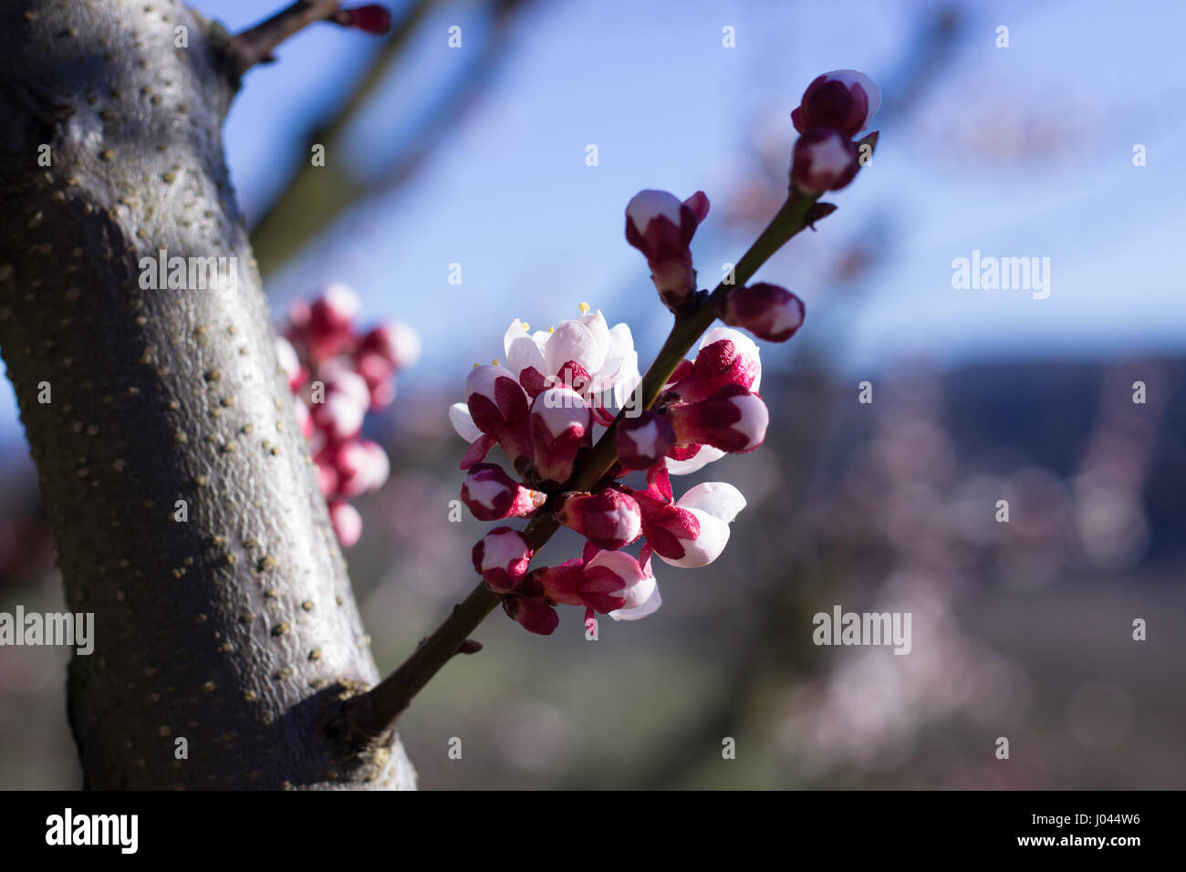 Fleurs abricots Banque D'Images