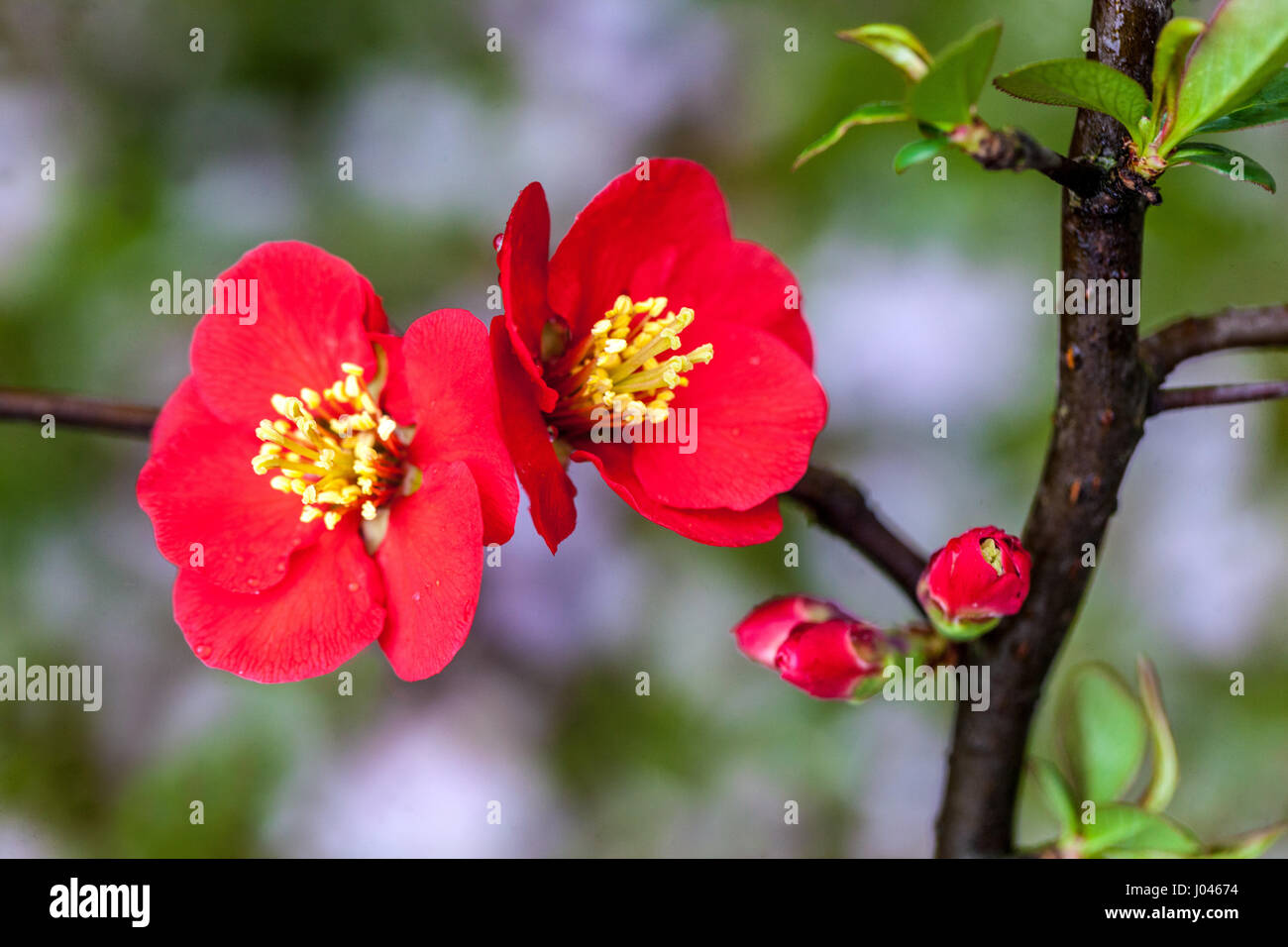 Chaenomeles japonica speciosa Simonii Coing japonais Fermer Fleur belle fleur de coing Chaenomeles Simonii Rouge Chaenomeles speciosa Bloom on Banque D'Images