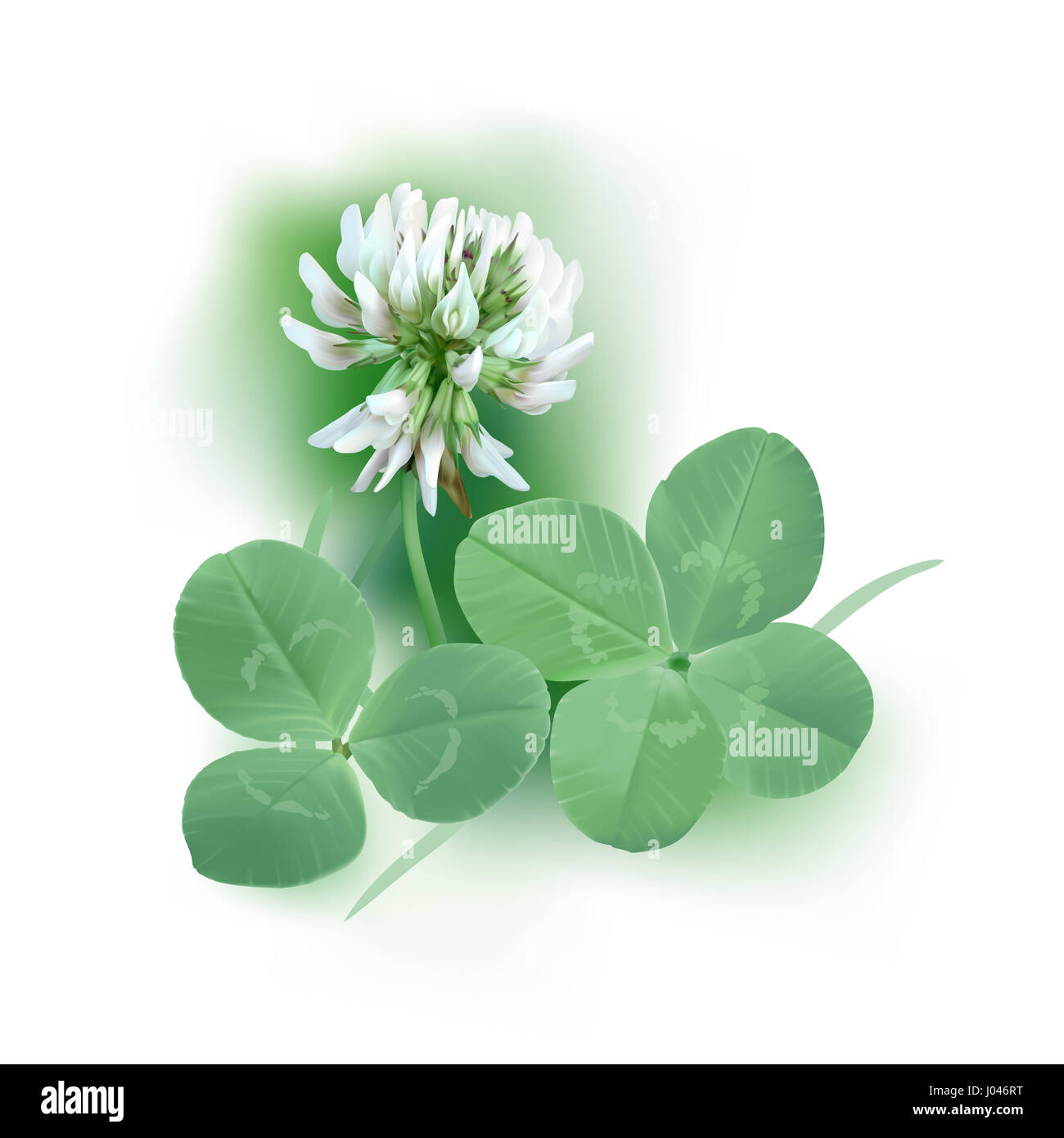 - Trèfle blanc Trifolium. Illustration numérique de fleur et feuille de trèfle blanc mélangé avec de brins d'herbe, dans un style réaliste sur fond blanc. Banque D'Images