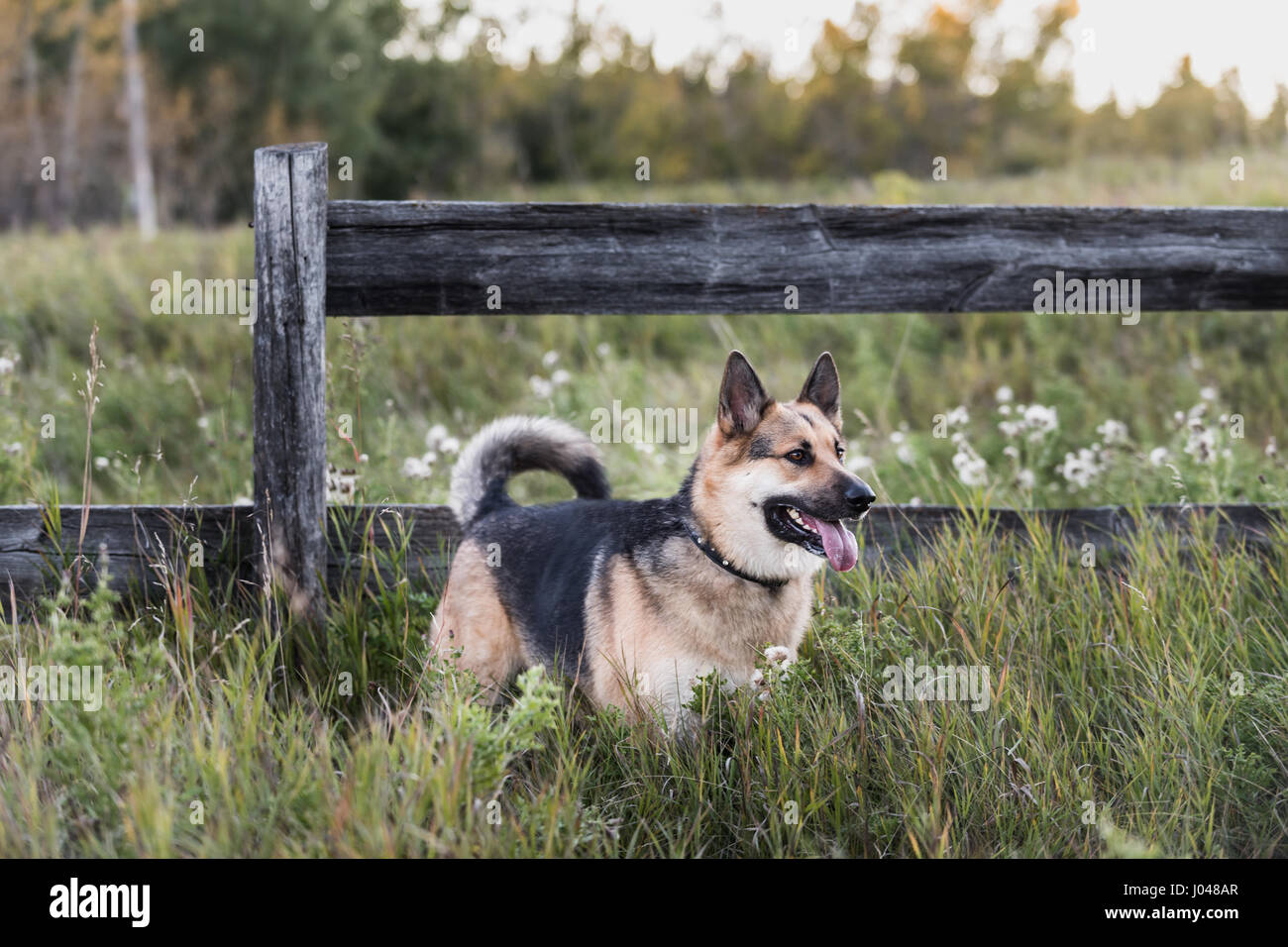 Alaskan Malamute Photos Alaskan Malamute Images Page 9