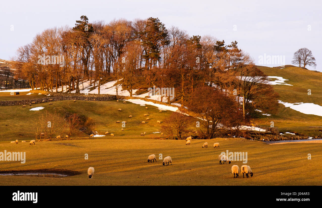 Moutons paissent sur les pâturages partiellement recouvert de neige de l'hiver dans wensleydale en Angleterre's Yorkshire Dales national park. Banque D'Images