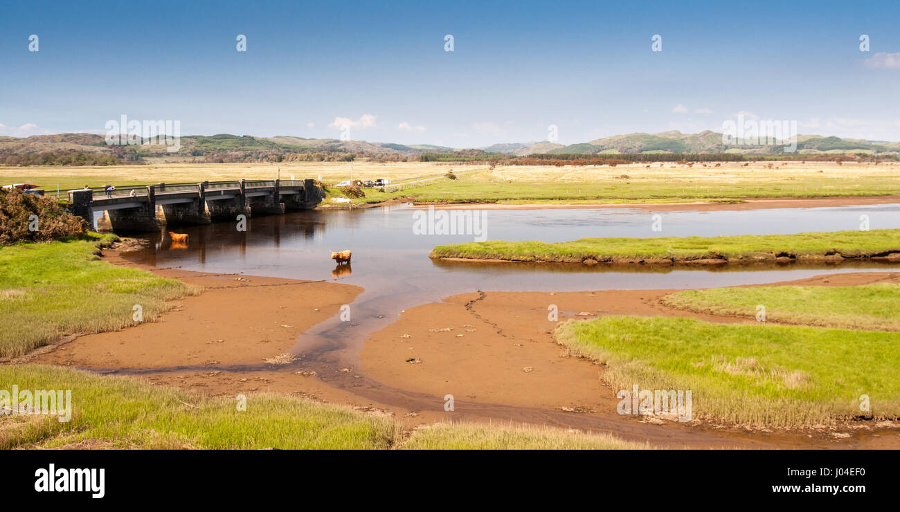 Highland cattle à poil long se refroidir en estuaire d'un fleuve à Crinan salines à Argyll, dans le sud-ouest des Highlands d'Écosse. Banque D'Images