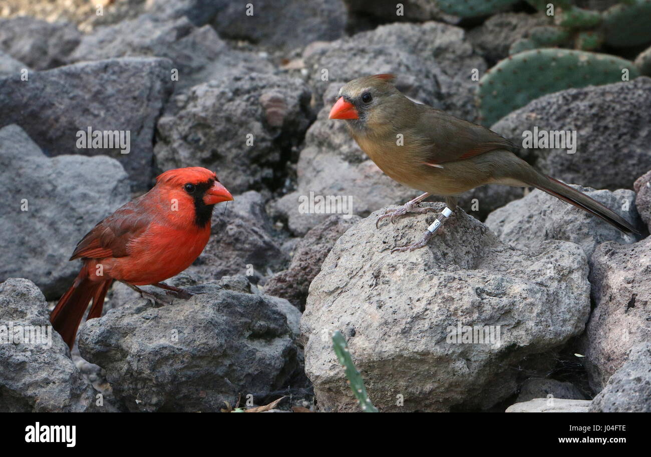 Le Nord de l'homme et la femme ou le Cardinal rouge (Cardinalis cardinalis) Banque D'Images