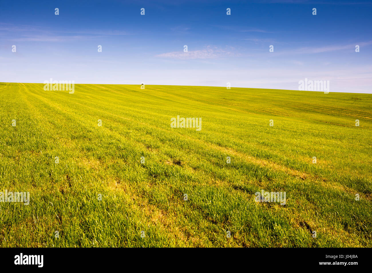 Herbage utilisé pour foin et pâturage domine le paysage des collines de Purbeck dans south Dorset, Angleterre. Banque D'Images