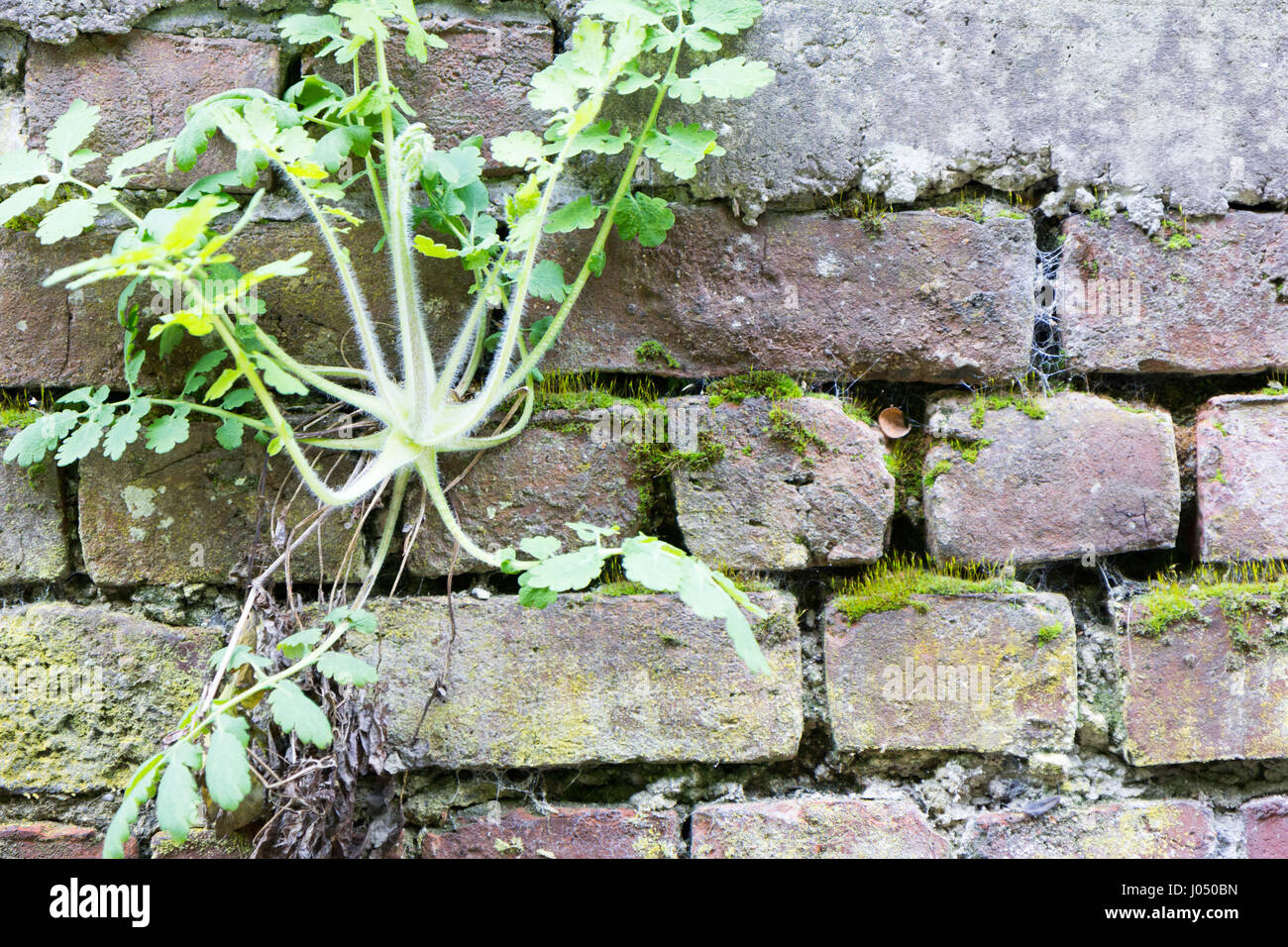 Mur de briques abîmé, surmonté d'arbustes grimpants, de mousse et de lichen Banque D'Images