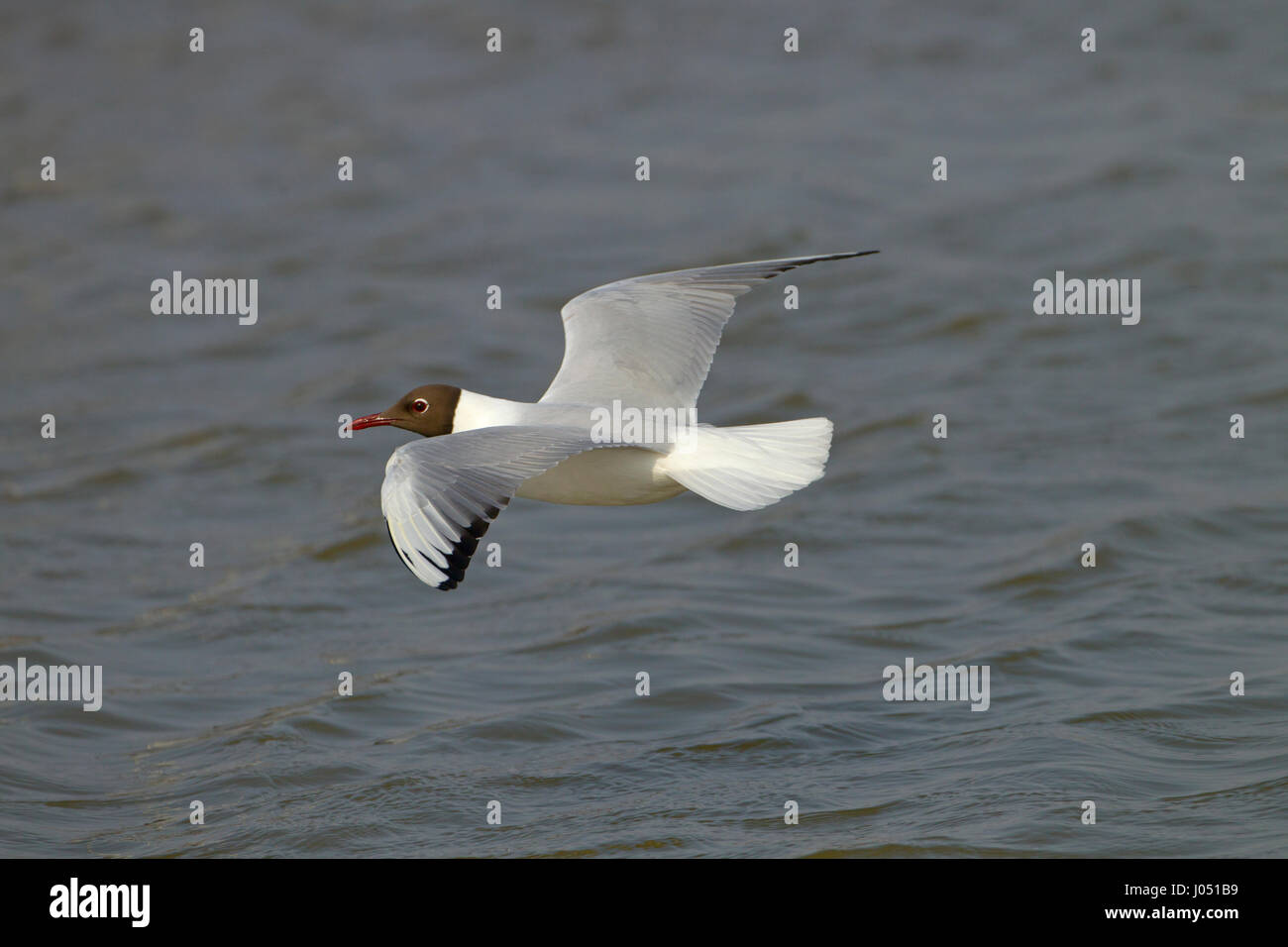 Mouettes rieuses Larus ridibundus Black en plumage d'été vol Banque D'Images