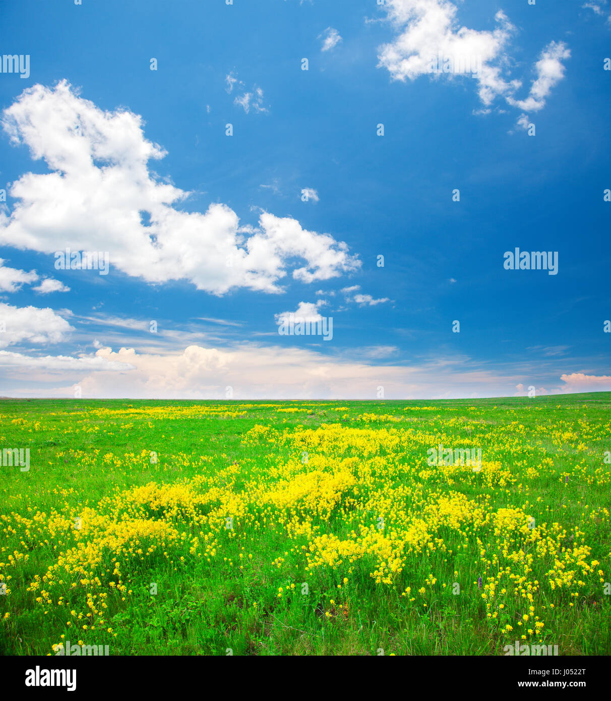 Champ vert avec fleurs sous blue cloudy sky Banque D'Images