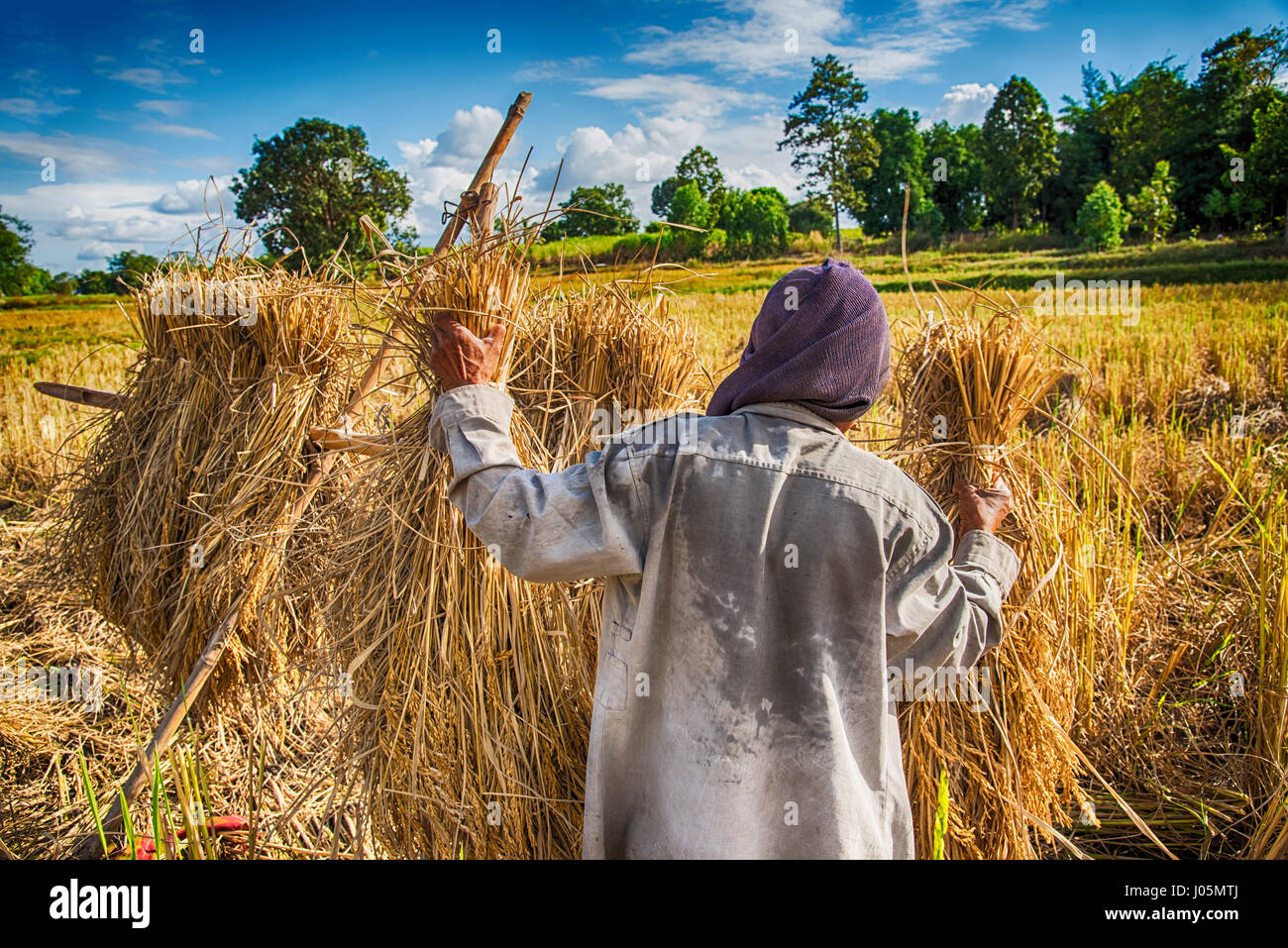 Happy Farmer la récolte du riz dans la zone, il est temps de récolte Banque D'Images